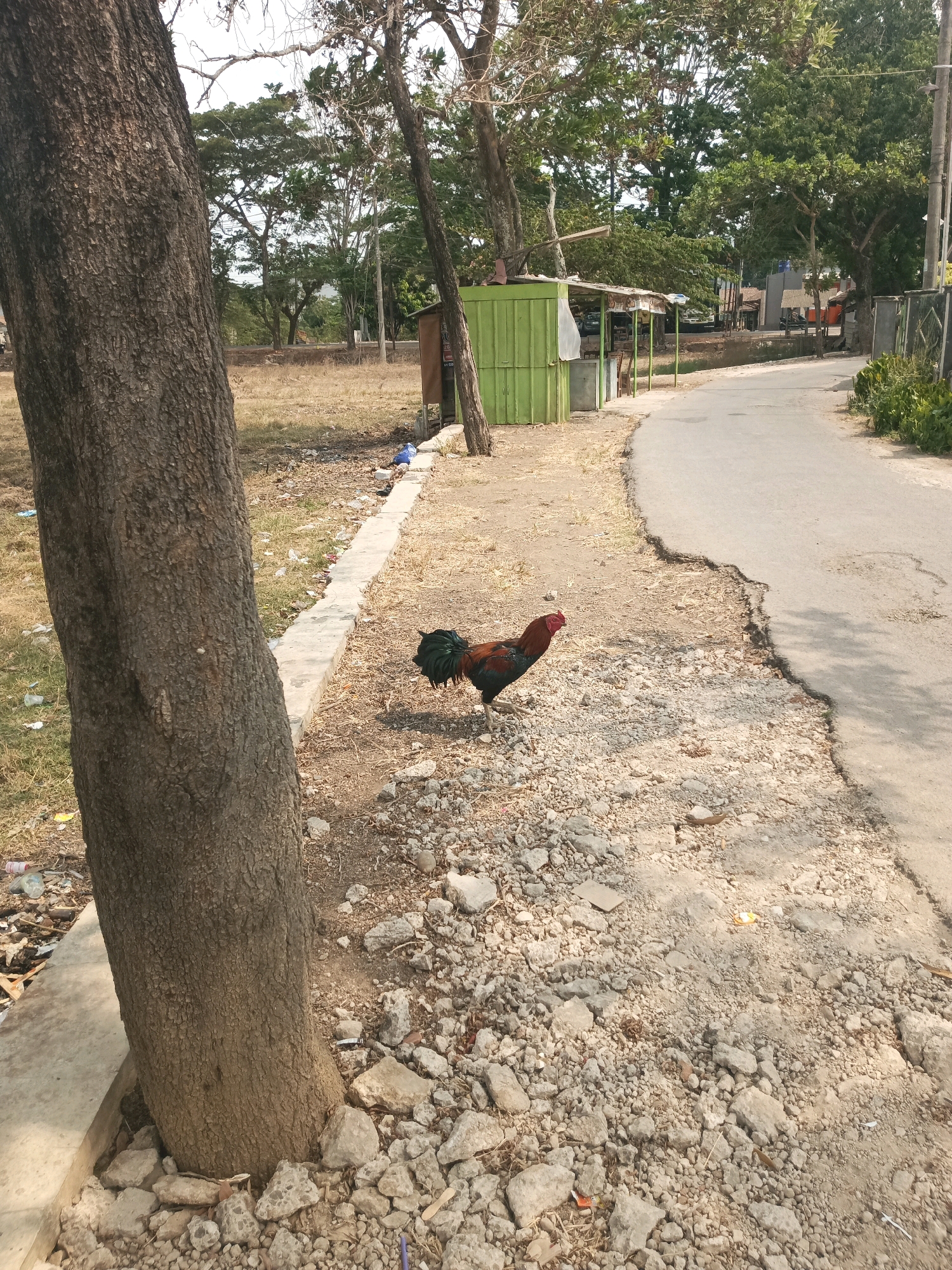 The image depicts a rural roadside scene in Subang, Indonesia. A rooster with reddish-brown and black plumage stands on a gravelly path next to a concrete curb. A large tree trunk is prominent in the foreground, to the left of the rooster. Beyond the path, a paved road curves to the right, showing signs of erosion and damage. A small, green wooden stall with a white tarp is visible on the left side of the road, with chairs set up outside. Trees and vegetation line the sides of the road, and in the distance, houses and a larger building can be seen amongst the greenery. The ground is dry and scattered with debris, suggesting an arid or dry season. The sky is overcast, indicating a bright day.