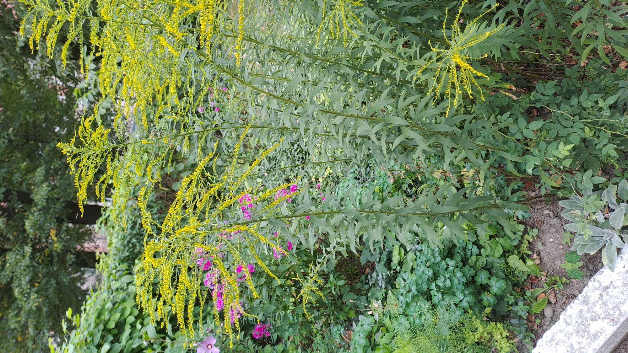 The image depicts a dense garden bed in Kolomyia, Ukraine, dominated by tall stalks of goldenrod with feathery yellow blossoms. Beneath the goldenrod, various green plants and foliage create a lush undergrowth. Some scattered pink flowers are visible amongst the greenery, partially obscured by the dominant yellow plumes. In the foreground, a light-colored stone border or planter edge is partially visible on the left. The background consists of darker green trees and foliage, suggesting an outdoor urban setting. No people or animals are present in the scene.