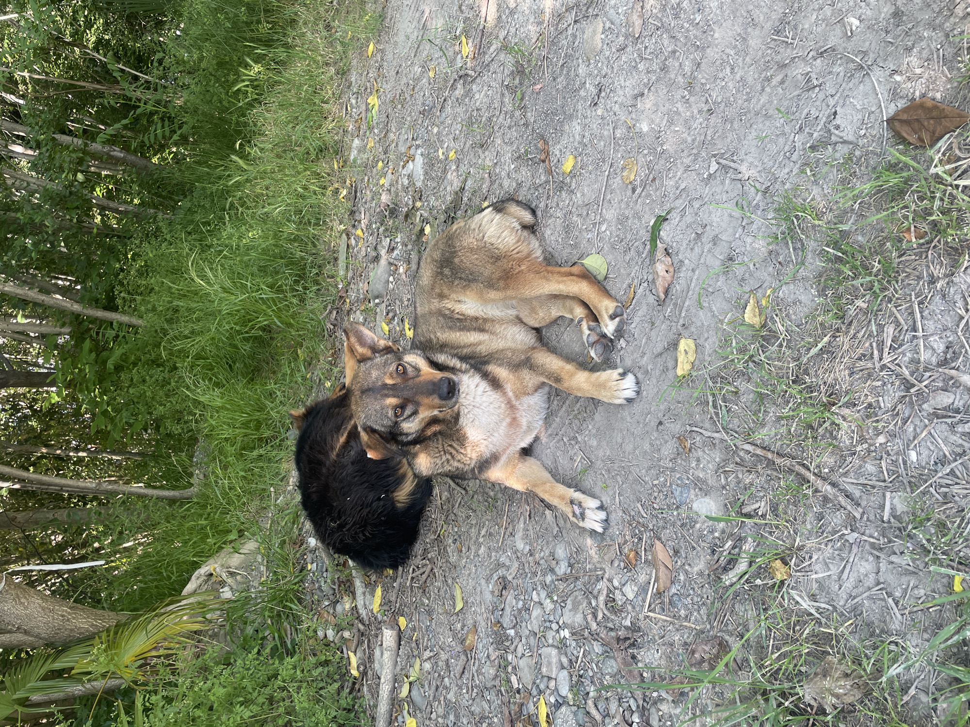 The image depicts two mixed-breed dogs resting on a dirt and gravel path in a natural, overgrown environment, consistent with a semi-wild area or forest edge in Sochi, Russia.
In the foreground, a medium-sized dog with a fawn and dark brown brindle coat lies with its front paws extended forward and hind legs tucked. Its chest and muzzle are lighter, appearing cream or light tan. The dog is looking directly at the viewer with an alert expression. A visible wound or healed scar is present on its left front paw (viewer's right), and its right ear (viewer's left) shows a notch or scar near the tip.
Behind and slightly to the left of the fawn dog, a second, larger dog with shaggy black fur, exhibiting some tan markings on its hindquarters, lies curled up. Only its back and hindquarters are clearly visible, indicating it is resting or sleeping, partially obscured by the foreground dog and its own posture.
The ground consists of compacted greyish-brown dirt mixed with various sizes of small stones and pebbles. Scattered dry leaves in shades of yellow and brown, along with small twigs and sparse patches of green grass, cover the immediate area.
The background is dominated by dense, vibrant green foliage, characteristic of a subtropical climate. Numerous trees with light-colored trunks rise through thick undergrowth and tall grasses. A palm-like plant is distinctly visible on the far left, reinforcing the subtropical setting typical of Sochi's Black Sea coast. The scene is illuminated by bright, natural daylight, casting soft shadows. There are no people present in the image.
