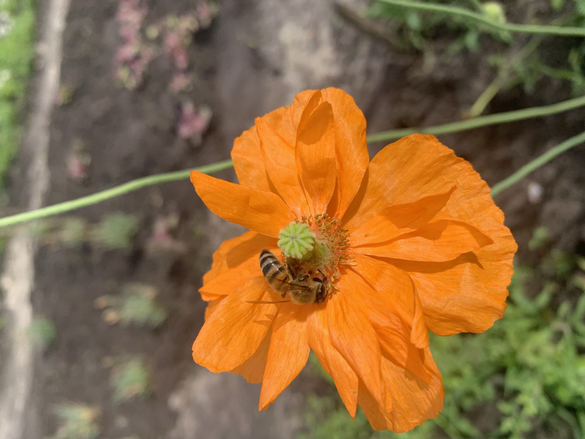 This is a close-up, high-angle shot of an orange poppy in bloom, with a bee actively collecting pollen. The poppy's petals are delicate and slightly crinkled, showcasing a vibrant orange hue. In the center of the flower, a small, green, seed-bearing structure is visible, surrounded by dark anthers. The bee, with its striped abdomen and furry body, is positioned on the flower, appearing to be in the process of foraging.
The background is softly blurred, suggesting a natural outdoor setting. The ground is a mix of dark soil and some out-of-focus greenery, possibly other plants or grass. A thin green stem is visible extending from the lower left of the frame upwards and to the right, supporting the poppy. Faintly visible in the background are hints of other plants with pinkish-purple hues, possibly other flowers or foliage.
The lighting suggests it could be daytime, with diffused light rather than harsh sunlight, as there are no strong shadows cast on the flower. The overall impression is one of a peaceful, natural scene focusing on the interaction between the bee and the flower. The location context is Kharkiv, Ukraine, implying a temperate climate typical for this region where poppies and bees are common during warmer months. There is no visible text in the image.