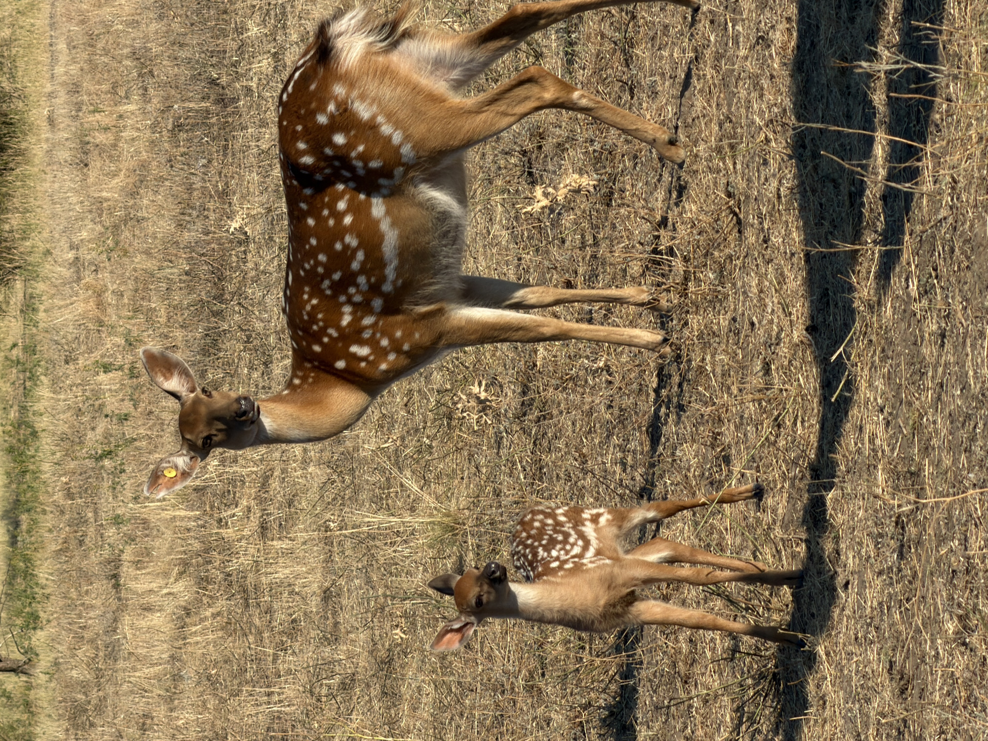 Two spotted deer, an adult and a fawn, stand in a dry, grassy field under bright sunlight. The adult deer is on the right, facing left with its head turned towards the camera. It has white spots on its brown fur and a yellow tag in its left ear. The fawn is to the left of the adult, facing left, with its body slightly angled towards the viewer. It also has white spots on its brown coat and appears to be looking away from the camera. The ground is covered in dry, light brown grass and scattered twigs. In the background, there is more dry vegetation and a faint suggestion of a tree trunk on the far left. The lighting suggests it is daytime, and the shadows indicate the sun is high in the sky. The location is described as Горный Балыклей, Russia, a rural or natural setting.