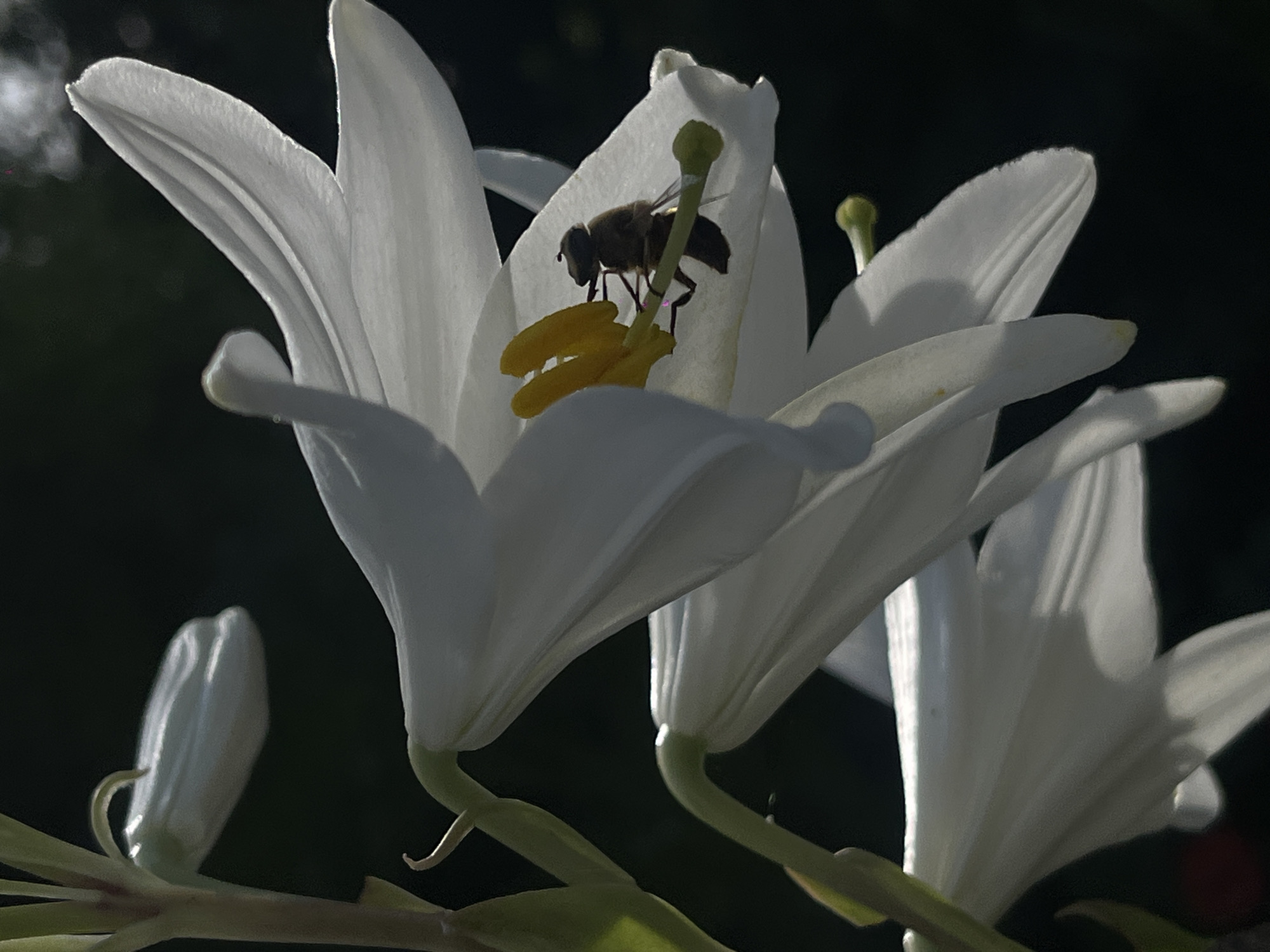A close-up shot captures a bee perched on the stamen of a white lily flower. The bee, detailed with its segmented body and wings, is actively engaged with the bright yellow pollen. The lily's petals are delicate and elegantly curved, with one partially obscuring the bee. Another lily bud is visible to the left, and the subtle curvature of another flower can be seen to the right, suggesting a cluster of blooms. The background is a dark, out-of-focus expanse, which effectively highlights the luminous white of the flower and the dark form of the bee. The lighting appears to be natural, possibly from the side, creating soft highlights and shadows that add depth and texture to the petals and the insect. The scene evokes a sense of nature's intricate details and the quiet activity of pollination. The time of day is likely daytime, given the natural lighting and the activity of the bee. There is no visible text in the image. The setting is likely a garden or natural outdoor environment in Novopokrovskaya, Russia.