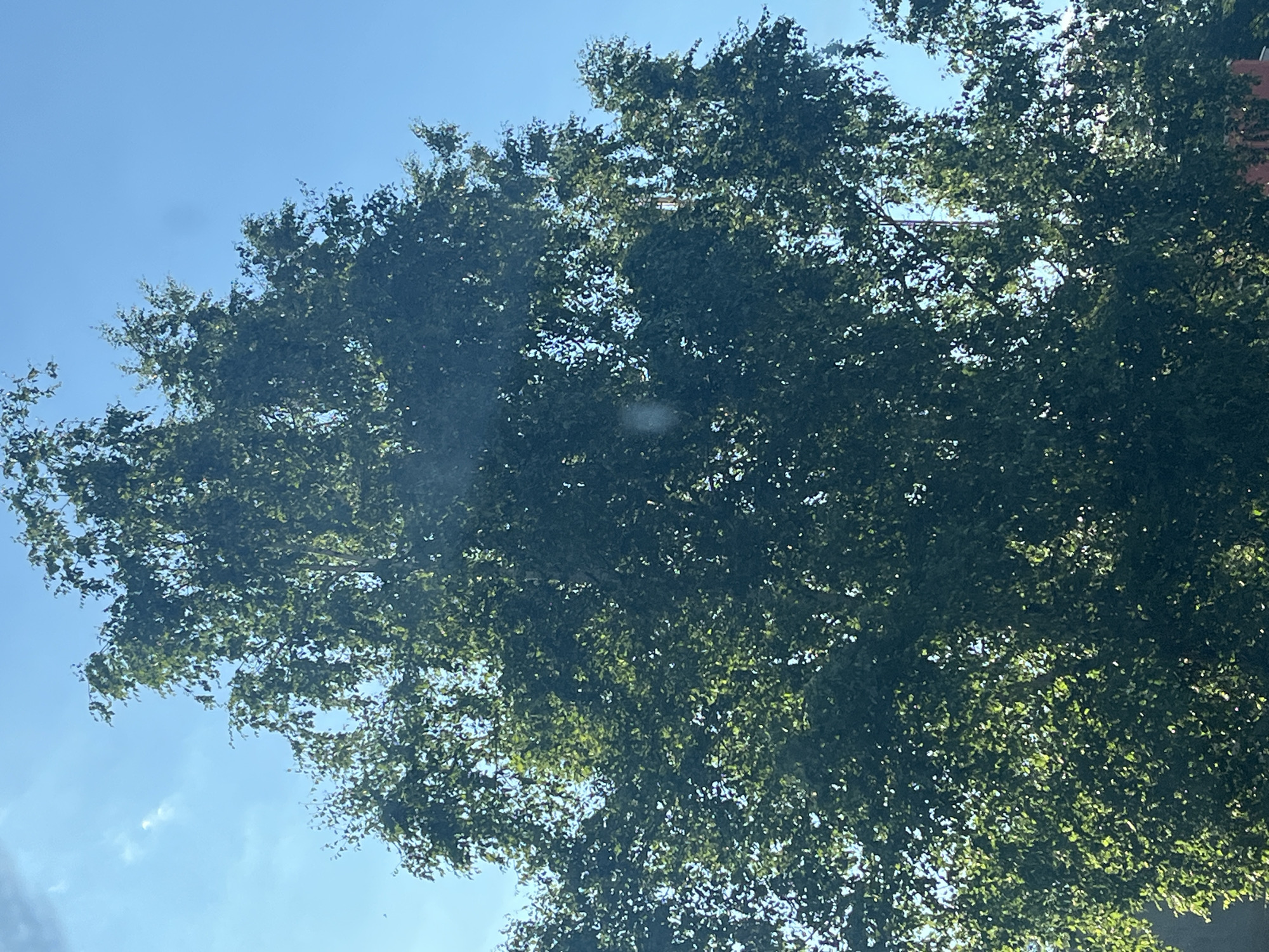 The image displays a dense canopy of dark green leaves of a deciduous tree against a bright blue sky. The perspective is from below, looking up into the branches. Sunlight filters through the leaves, creating dappled patterns of light and shadow. A very faint, almost imperceptible smudge is visible in the upper left quadrant of the sky. In the middle right of the image, a hint of a red building is visible behind the foliage. The bright sky suggests it is daytime, likely sunny, with no clouds visible. The overall impression is one of nature's abundance and the tranquility of a summer day. There is no visible text in the image.