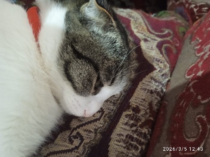 A domestic cat is depicted sleeping in a close-up view. The cat displays white fur on its body's left side and features dark grey and brown tabby stripes and markings on its head and right side. Its eyes are closed, and a small pink nose is visible. A thin red collar is present around its neck. The cat rests on a patterned textile surface, characterized by intricate, stylized motifs in shades of red, brown, and beige against a darker background. The image provides no visual evidence to determine its location within the city of Khujayli, Uzbekistan. A digital timestamp in the lower right corner displays "2026/3/5 12:43".
