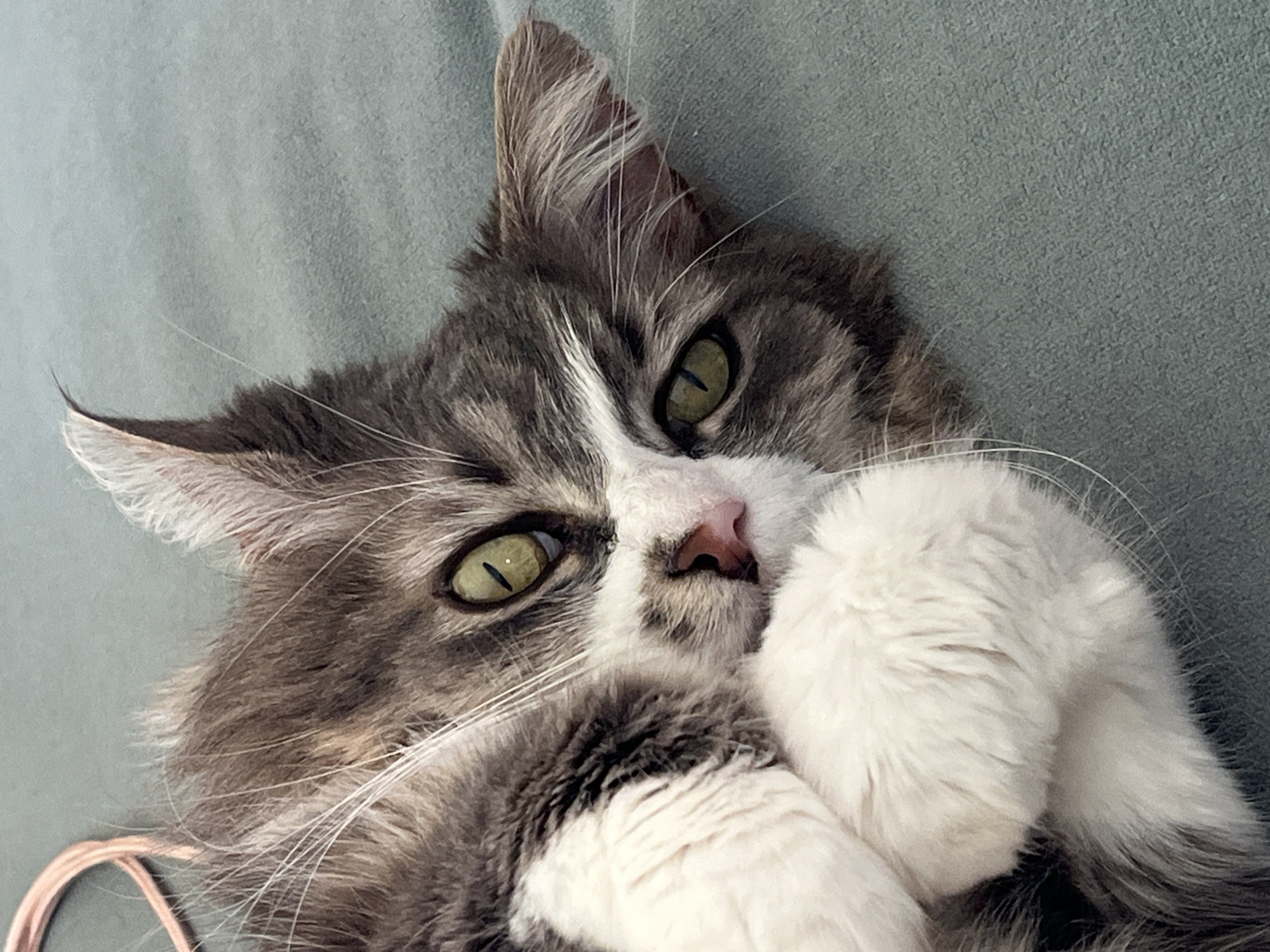 A medium-shot depicts a cat resting on a soft, blue-gray surface, likely a cushion or blanket. The cat is positioned with its head tilted, facing the camera with a curious expression. Its eyes are a striking yellow-green, and its coat is a mix of gray and white fur, with long white whiskers extending from its muzzle. The cat's paws are positioned near its face, one of them is slightly touching its nose. In the lower left corner of the image is a pink string or cord. This image was taken in Chambœuf, France.