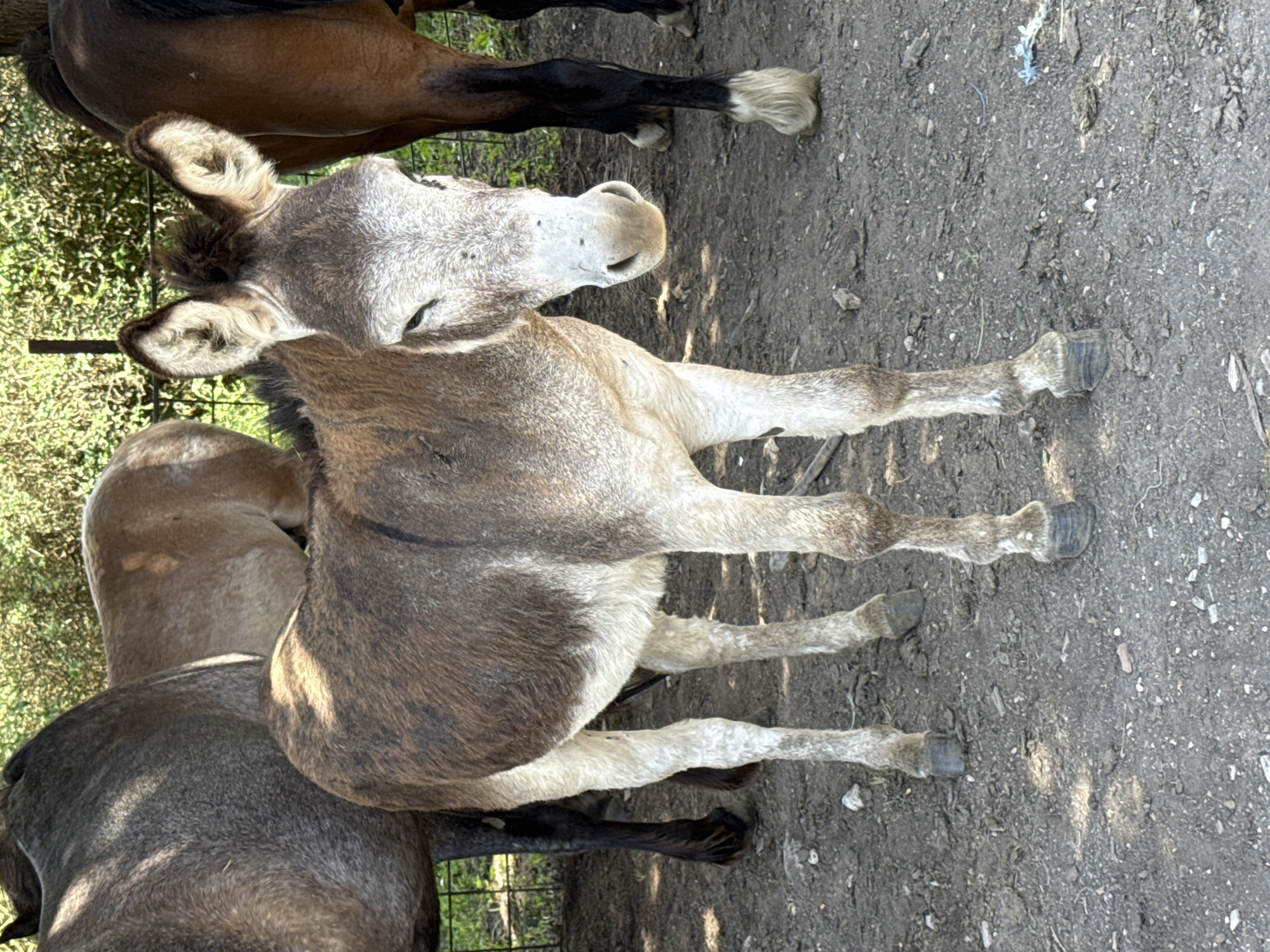 The image depicts a donkey standing in a dirt enclosure, likely in an agricultural or rural setting. Several horses surround the donkey; the scene is crowded. The donkey is facing to the left, with its head turned slightly towards the viewer. The environment is dirt, with trees and a fence in the background, suggesting an open-air setting. No specific details confirm its location as Podlastva (Poljice), Montenegro, though the rural setting is consistent with that area.