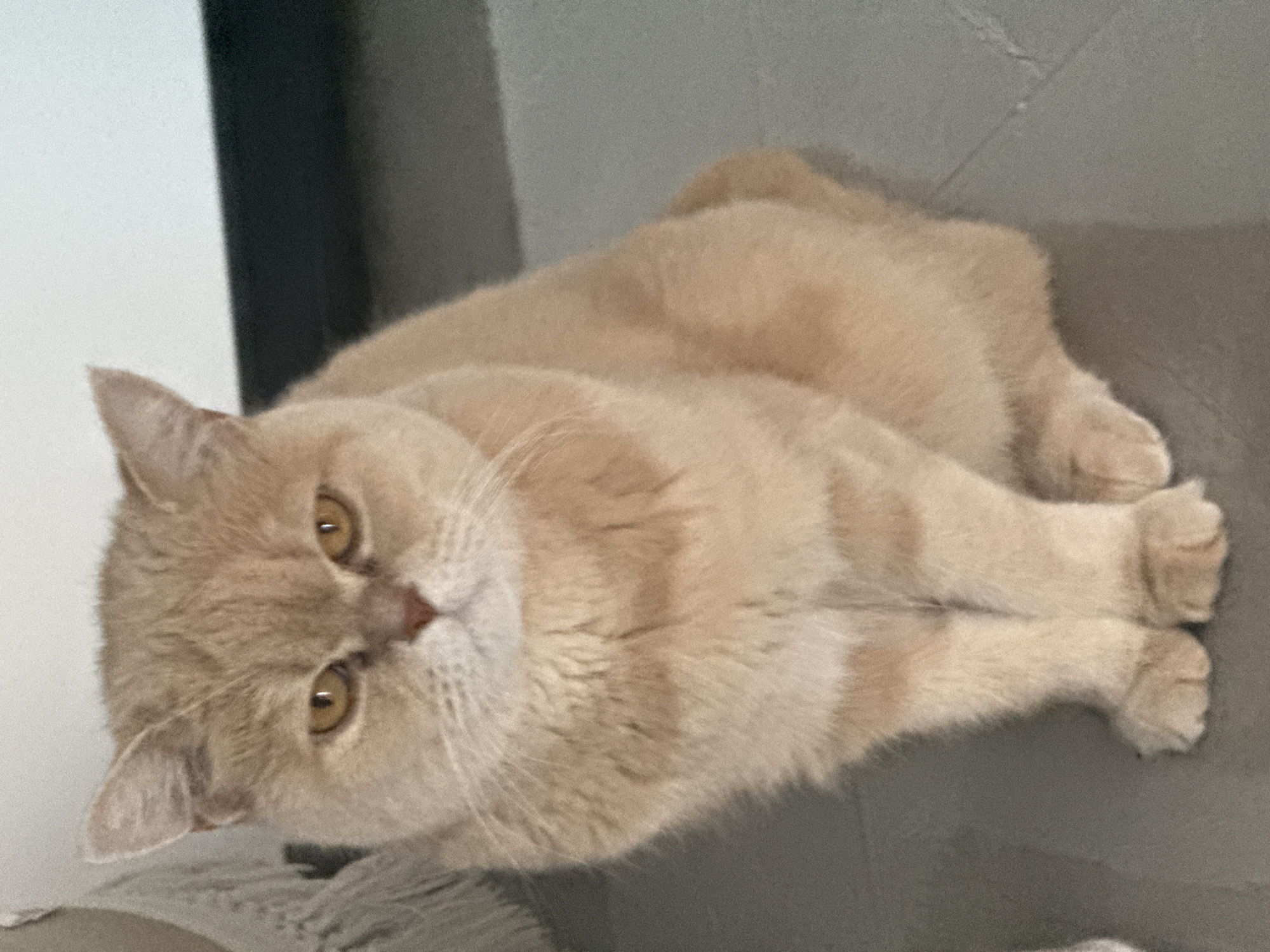 The image features a cream-colored cat lying down indoors, looking directly at the camera. The cat has short, dense fur with subtle light orange tabby stripes, particularly noticeable on its body and face. Its eyes are large, round, and a bright golden-yellow. The cat's face is somewhat flat, characteristic of breeds like a British Shorthair, and it has small, rounded ears. Its front paws are extended forward and resting together.
The cat appears to be relaxing on a grey fabric surface, possibly a couch or bed. In the background, there's an indistinct grey wall or vertical surface, with a lighter off-white area to the left, suggesting a corner or another object. The lighting is soft and even, without harsh shadows, indicating an indoor setting. The cat's expression is calm and inquisitive as it gazes towards the viewer. There is no visible text in the image.