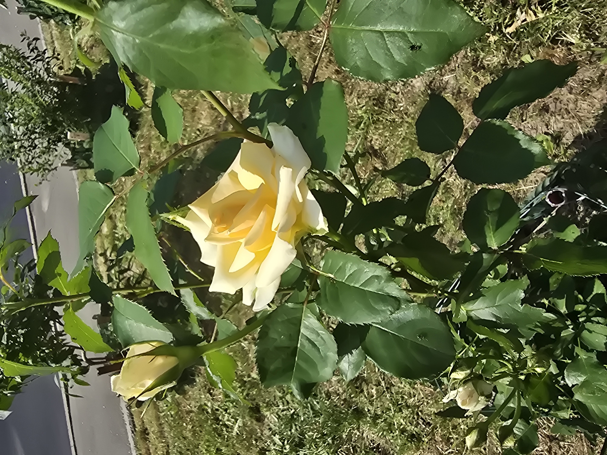 A close-up, vertically oriented shot captures a yellow rose in bloom, its petals unfurling in the sunlight. The rose is the primary subject, with its vibrant yellow center transitioning to paler, almost white edges. Surrounding the rose are numerous lush green leaves, some catching the light and appearing glossy, while others are in shadow. The background consists of dry, brownish grass and soil, with hints of other greenery and some darker shadows suggesting other plants or objects out of focus.
In the upper left quadrant of the image, a small black insect, possibly a fly, is visible on a large green leaf. Further to the right, a few more unfurled rose buds and closed buds are scattered among the foliage. The lighting suggests a bright, sunny day, likely midday given the strong illumination and shadows. The scene appears to be outdoors in a garden or natural setting. The image is devoid of any visible text. The setting cues of dry grass and the type of foliage are consistent with a temperate climate. The presence of the rose suggests it is likely spring or summer.