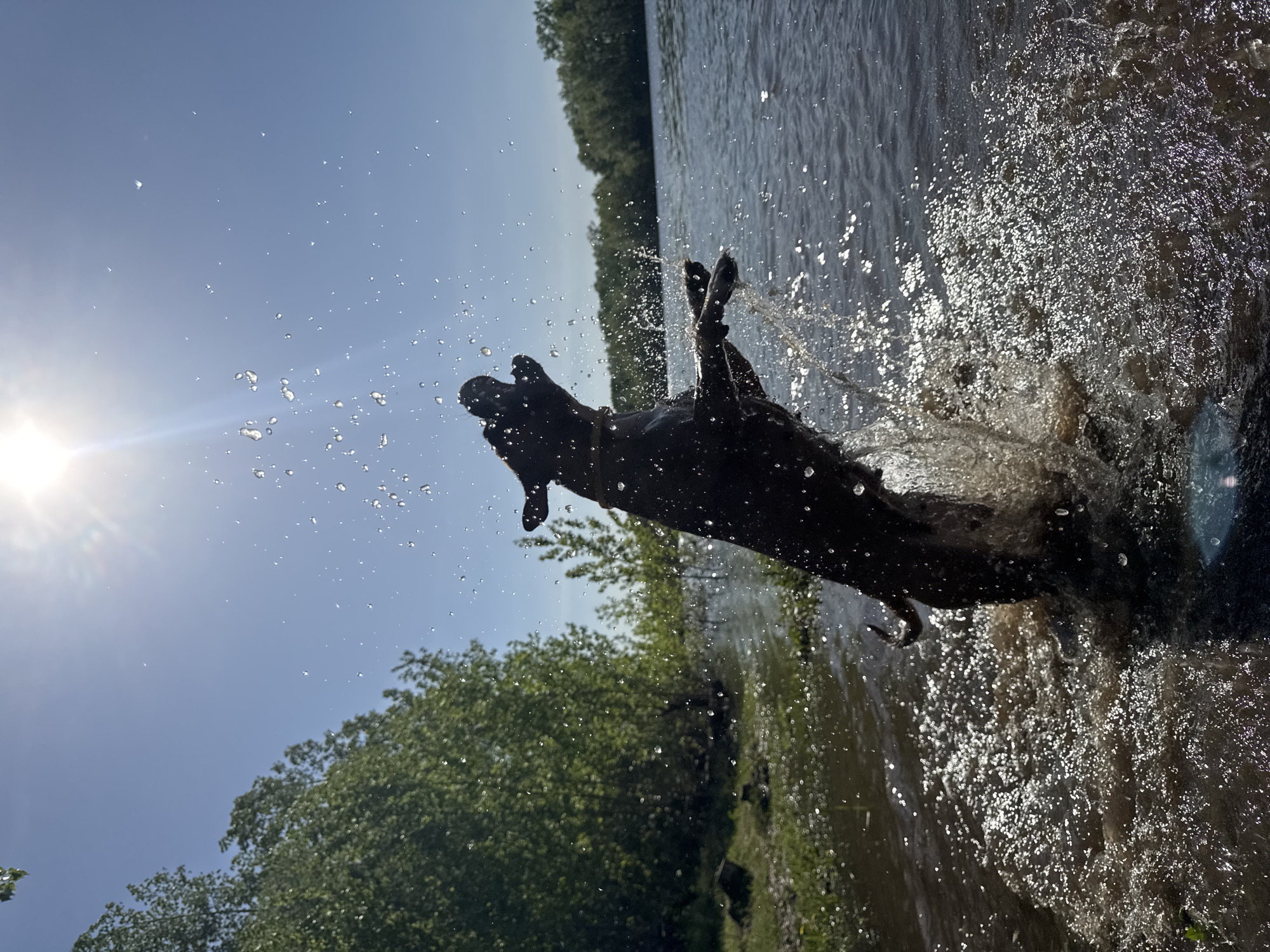 A dark-colored dog is captured mid-air, seemingly leaping out of or into water. The background shows a body of water with trees lining the opposite bank under a bright sky with the sun visible. Water droplets are suspended around the dog, indicating movement and splashing. The image's orientation is tilted, giving it a dynamic feel. The location is a riverside in the city of Chaikovsky, Russia.