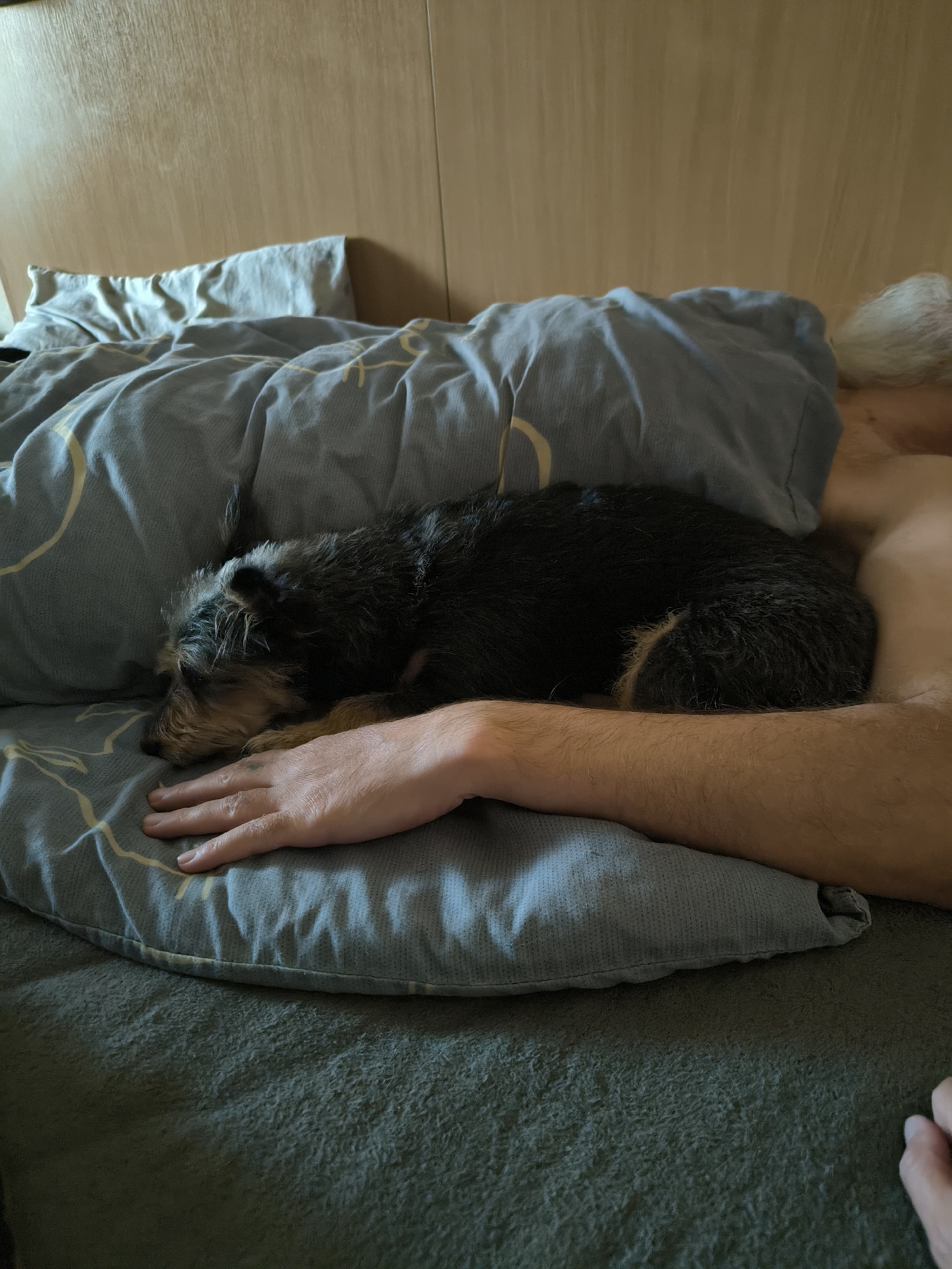 The image shows a small, dark-haired dog sleeping on a pillow in a bed. A person's arm is draped over the dog, and the person's head is visible in the background, resting on another pillow. The room appears to be a bedroom with a wooden headboard and blue bedding. There are no discernible landmarks or features that would indicate the location within the city of Mykolaiv, Ukraine.