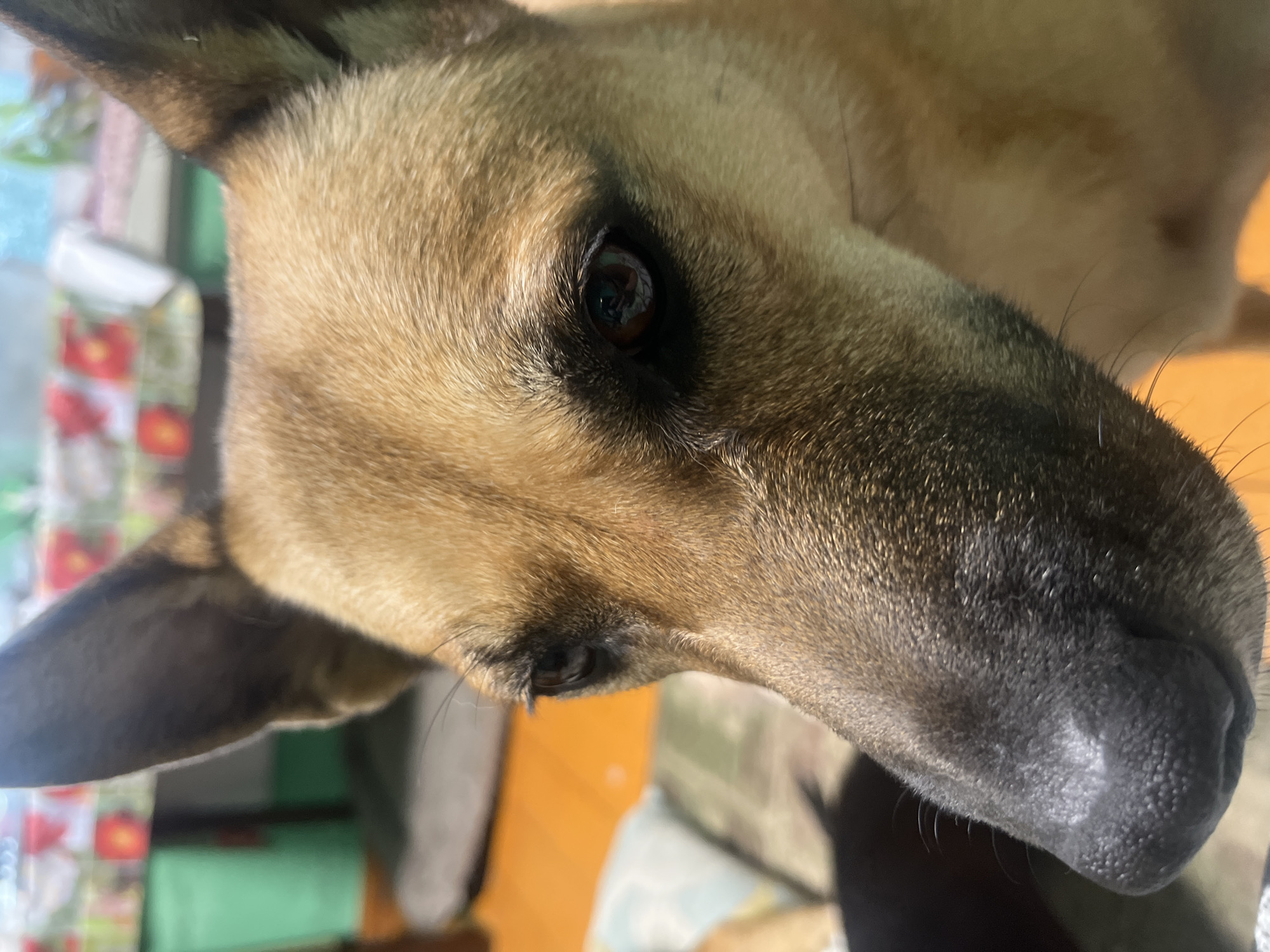 The image presents a close-up, head-and-shoulders depiction of a domestic canid, identified as a dog, situated indoors in Nizhny Tagil, Russia. The animal's head and upper body are positioned off-center to the left, with its gaze directed downwards and slightly left. Its coat exhibits a primary tan to light brown coloration, with darker brown and black fur evident around the muzzle, periorbital regions, and interior ear surfaces. The dog features dark, almond-shaped eyes with discernible eyelashes, reflecting ambient light. Its nose is black, textured, and wet, displaying minor lighter areas on the upper surface. Both ears are erect and pointed. The background is significantly blurred, indicating a shallow depth of field. Visible elements in the indistinct background include a red and white floral-patterned fabric, likely a tablecloth, positioned in the upper right quadrant, alongside a green vertical surface beneath it. An orange surface, consistent with flooring, is present in the mid-left, and a blurred light blue/green patterned object is visible in the lower left. No human subjects or discernible actions are depicted.