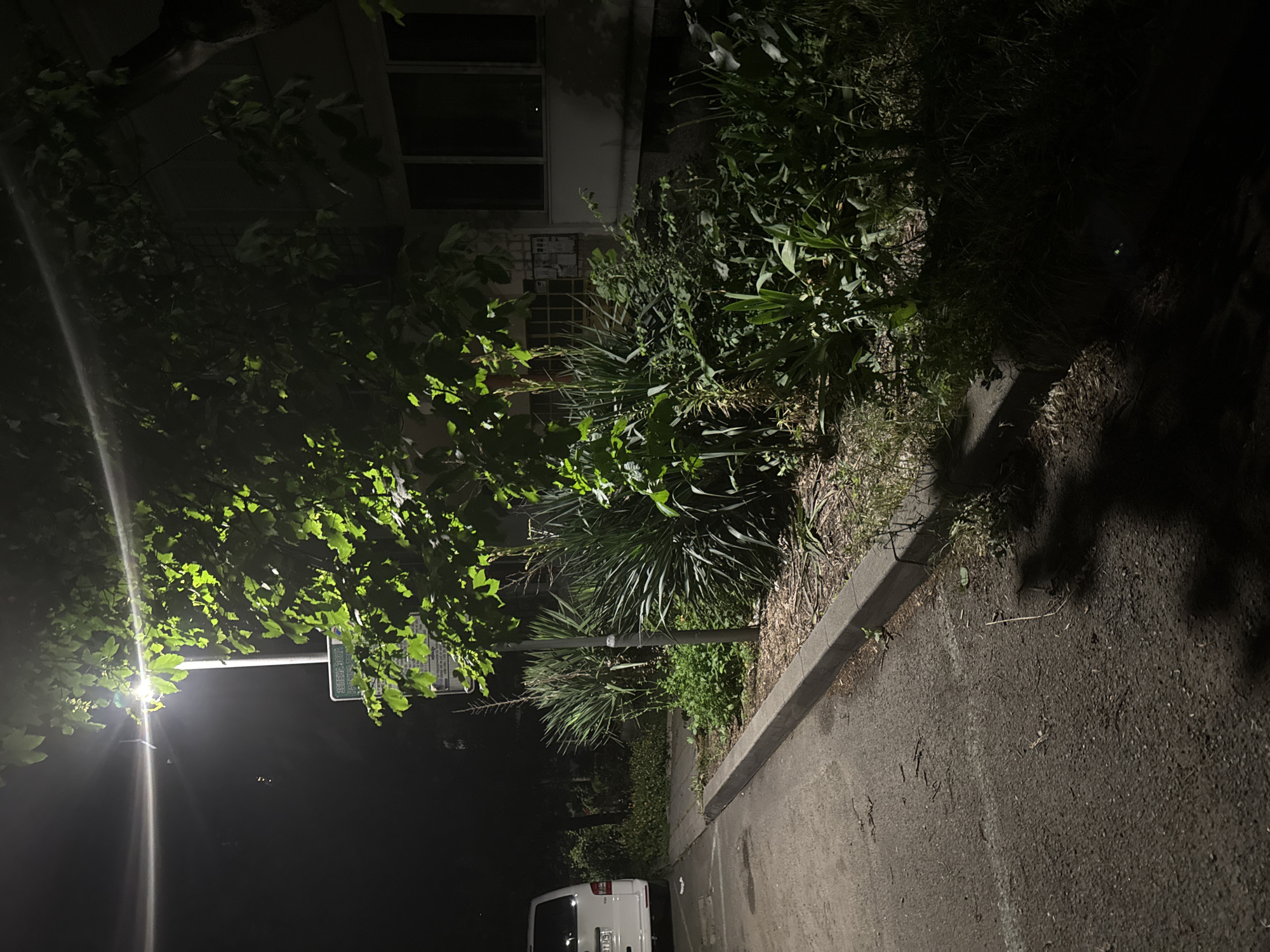 The image captures a nighttime outdoor scene, strongly illuminated by a street lamp on the left, creating a stark contrast between brightly lit areas and deep shadows. The setting appears to be a paved road or parking lot bordered by a concrete curb and lush vegetation.
On the left and central parts of the image, dense green foliage, including trees and palm-like bushes, grows alongside the curb. The leaves closest to the street lamp are vibrantly lit, while other parts of the foliage recede into darkness. A paved asphalt surface stretches across the right and bottom, leading towards a white van partially visible, parked at the bottom center.
In the background, a building with dark windows is dimly discernible through the trees. A sign, attached to a pole near the street lamp, is clearly visible through the leaves. The text on the sign reads "РАЗРЕШЕНО ПРЕСТОЯ НА МПС," which translates from Bulgarian to "PARKING ALLOWED FOR VEHICLES," confirming the location in Burgas, Bulgaria.
No people are visible in the scene. The weather appears clear. The overall atmosphere is quiet and serene, characteristic of a late-night setting in an urban or suburban environment.