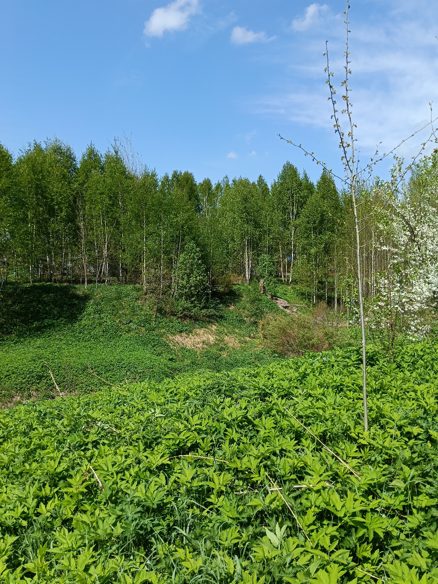 A medium, long shot depicts a lush, verdant landscape in Krasny Mayak, Russia, underneath a bright blue sky dotted with a few scattered white clouds. The foreground is dominated by a dense field of vivid green ground cover, with various weeds interspersed throughout.
Midground: A slight elevation covered in similar ground cover leads to a stand of birch trees with white bark and green foliage. At the edge of the forest, a small makeshift wooden staircase is visible, suggesting a path or trail.
Background: The tops of more birch trees create a dense green line against the blue sky. The sun is shining brightly, casting shadows on the ground cover. A young tree with minimal foliage stands prominently on the right side of the frame, along with a flowering tree adjacent to it. The overall impression is one of a healthy, thriving natural environment.