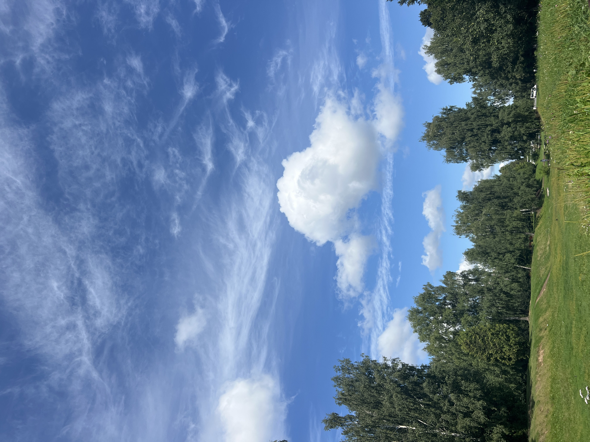 In a natural, outdoor setting under a bright blue sky with wispy white clouds, a line of mature trees with lush green foliage forms a backdrop. The trees vary in height and density, with some appearing to be birch trees characterized by their white bark. The foreground consists of a gently sloping green lawn, with some taller grasses and small white wildflowers visible. In the distance, beyond the trees, there are hints of human activity with a white van or camper visible, suggesting a park or recreational area. The overall scene depicts a serene and pleasant day in a park-like environment.