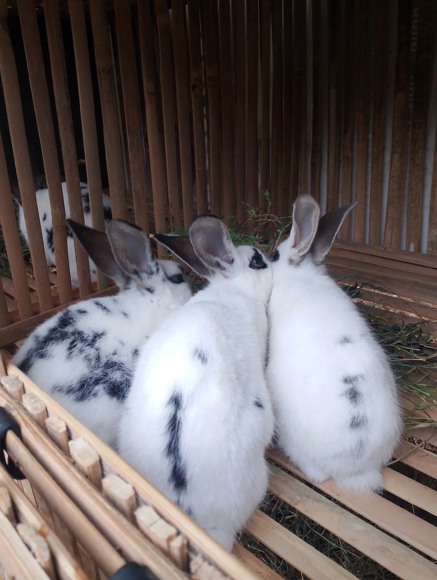 Three white and black spotted rabbits are huddled together inside a wooden enclosure. The enclosure appears to be made of bamboo poles and planks. The rabbits are facing each other, with their heads touching. Some grass and hay are visible on the floor of the enclosure. The background consists of vertical bamboo poles. The image was taken in Krasak, Indonesia.