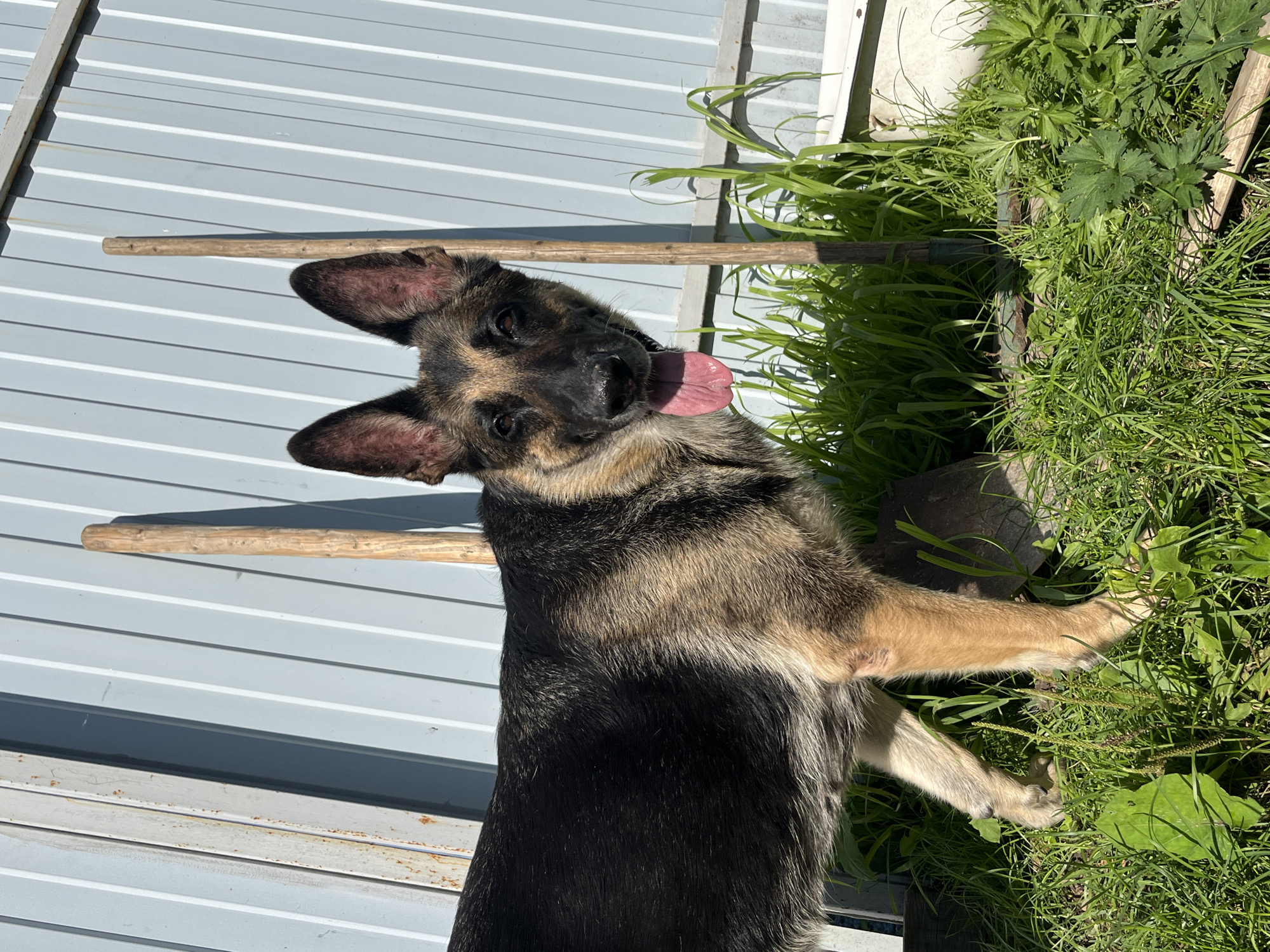 A German Shepherd dog stands in the grass in front of a corrugated metal fence. The dog is facing the camera, with its tongue hanging out and its ears perked up. There are two wooden poles behind the dog, and a few green plants growing in the grass. The scene appears to be in a backyard or outdoor area. The location in Nizhny Tagil, Russia is not discernible from the image.