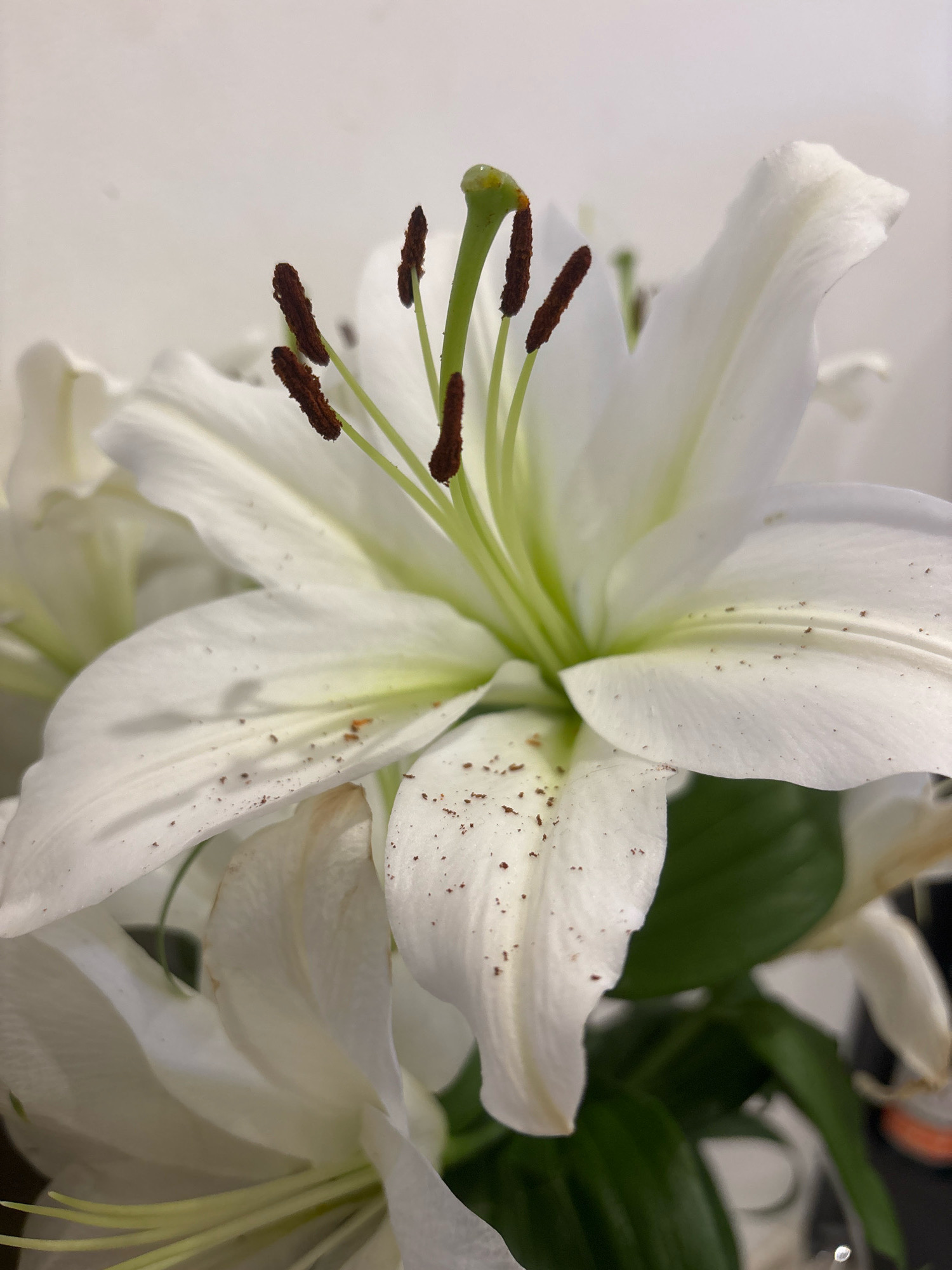 A close-up, slightly angled shot focuses on a white lily flower, its petals and stamen prominently displayed against a plain, light-colored background. The flower's stamen, tipped with dark brown anthers, is centrally positioned. The petals are broad and elegantly curved, with a subtle yellowish tint in the center. Scattered across the petals are small, dark brown specks, possibly pollen or dust. The lighting is soft, casting gentle shadows and highlighting the delicate texture of the petals. The background appears to be a wall, out of focus, with some greenery visible in the lower right, suggesting it may be in a vase. The image does not contain any elements that can be used to determine its location within Burgas, Bulgaria.