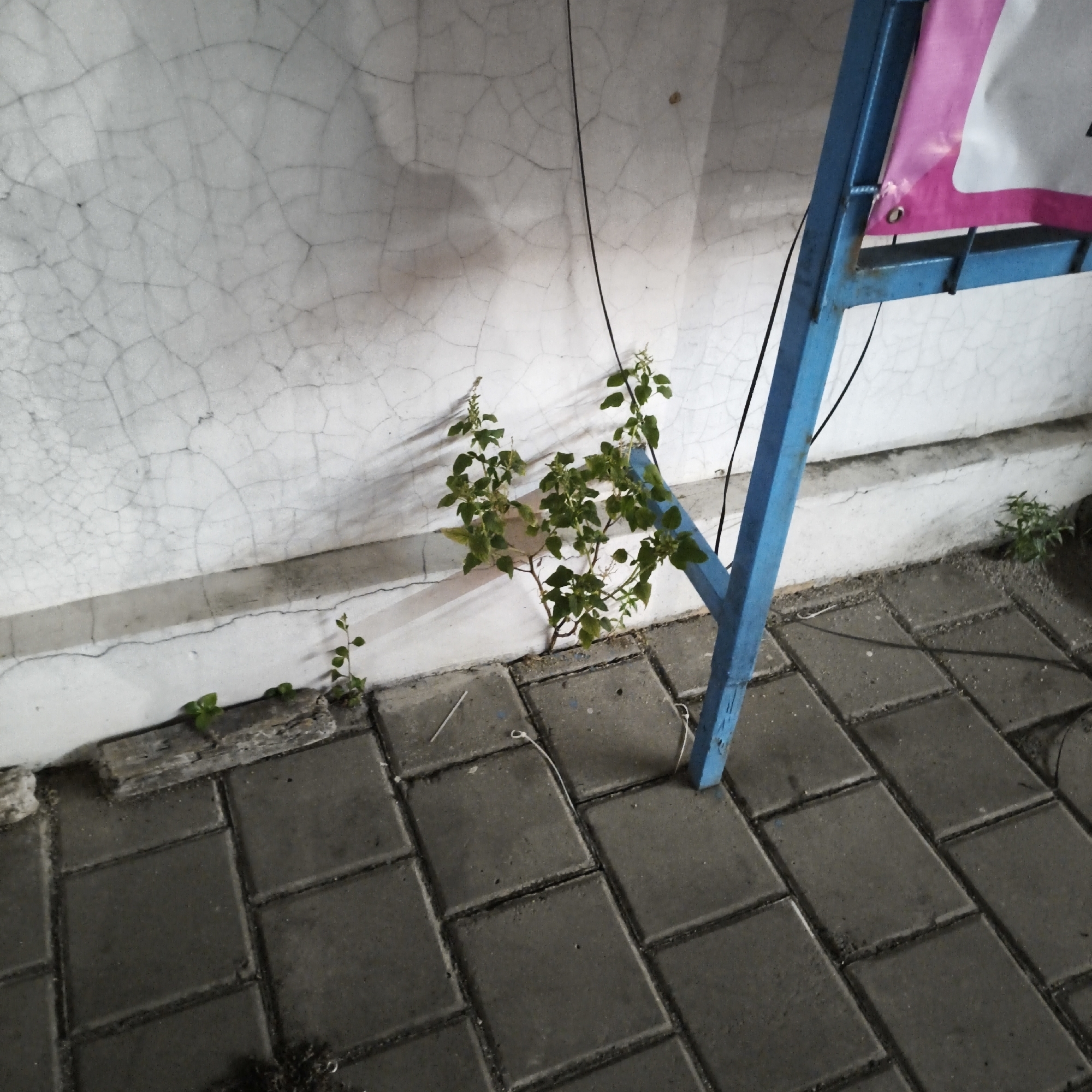 The image depicts a close-up, eye-level view of a cracked concrete wall in South Jakarta, Indonesia. In front of the wall, a cluster of small green plants is growing through the gaps between paving stones. A blue metal A-frame structure, possibly part of a sign or display, is positioned on the right side of the frame, with a pink and white banner attached to it. Black wires are visible running along the wall and attached to the blue structure. The scene suggests an outdoor urban environment, likely a sidewalk or walkway, with evidence of plant life adapting to man-made surfaces.
