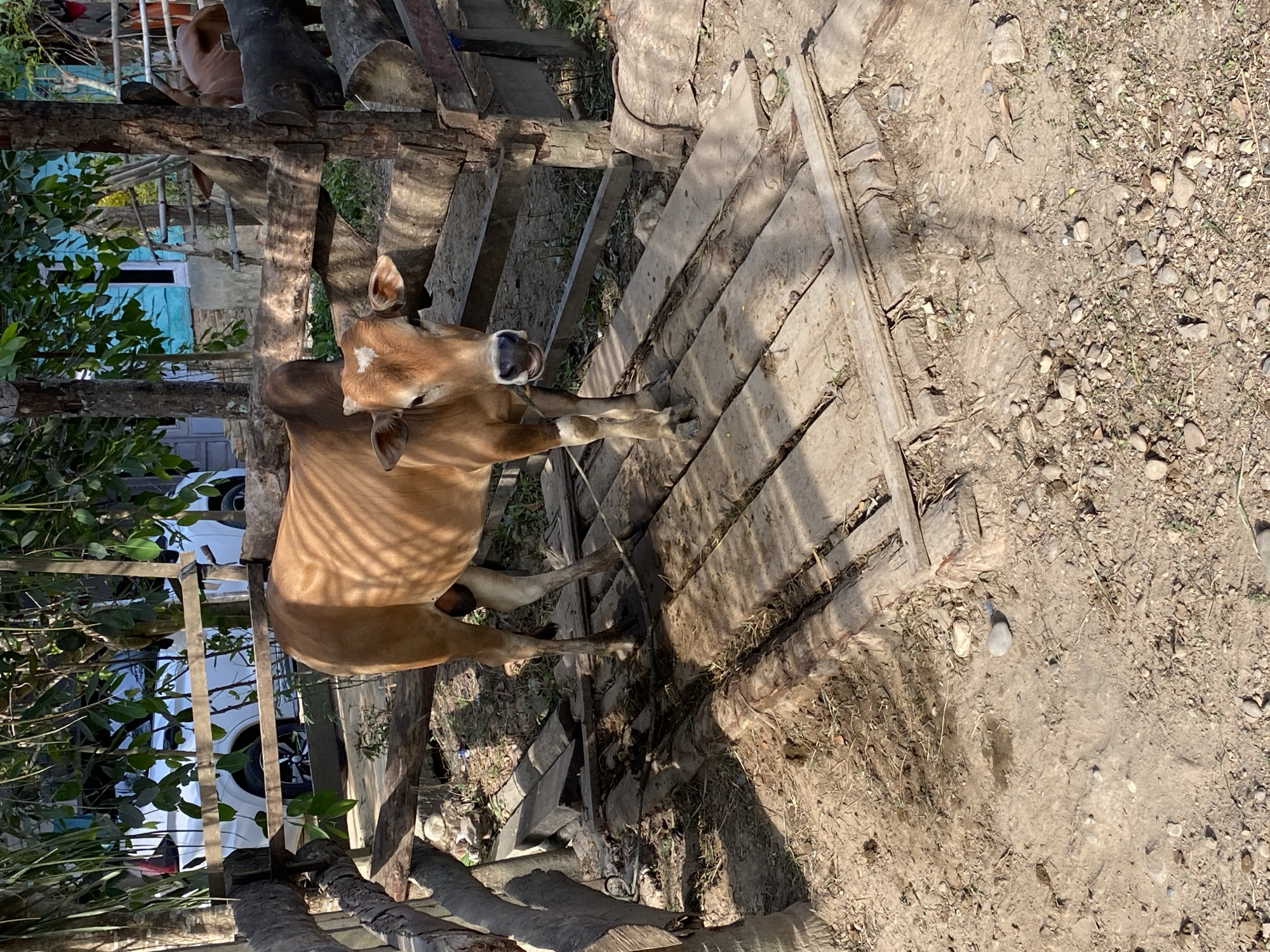 A light brown cow with a distinctive white patch on its forehead stands prominently in a sunny, rustic outdoor setting. The cow is facing slightly left, with its head turned towards the viewer, and a rope is visible near its muzzle, suggesting it may be tethered. Its body shows ripple-like shadows from strong overhead sunlight.
The cow stands on uneven, dry dirt ground mixed with small pebbles and sparse patches of dry grass. To its right and extending behind it is a weathered wooden structure, appearing to be a platform or fence constructed from logs and planks. This structure also casts long shadows, indicating bright daylight, likely mid-morning or afternoon, under clear weather conditions.
In the background, lush green foliage from trees and bushes partially obscures a light blue building or wall. Further in the distance, a white vehicle, possibly a car, is faintly visible through the dense greenery. More wooden logs and rough structures are scattered throughout the scene, reinforcing the rural or semi-rural character of the location, consistent with Seuneubok Teungoh, Indonesia. The cow appears calm, and no human activity or visible text is present.