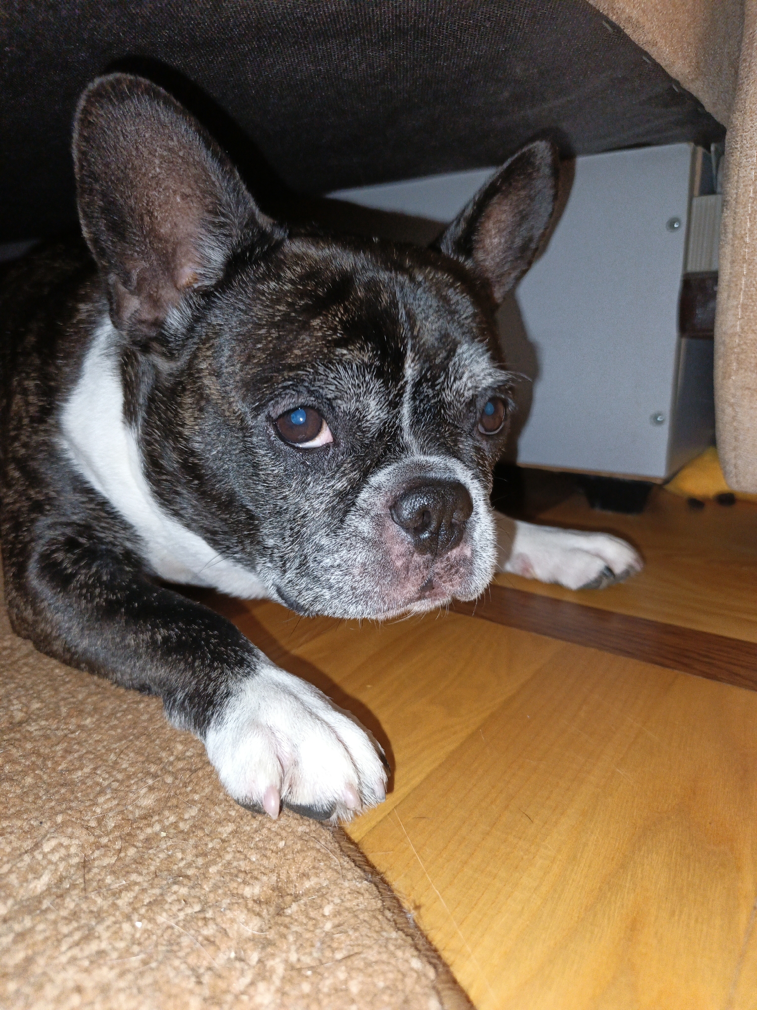 A brindle-colored French Bulldog is lying down indoors. The dog's head is facing the viewer, with its ears perked up. The dog has large, expressive eyes and a black nose. Its fur is a mix of black, white, and brown. The dog is lying on a brown carpet, with a wooden floor visible to its right. In the background, there is a dark-colored piece of furniture. The image appears to have been taken in a residential setting. There is no information that can be used to determine the location in the city of Goryachiy Klyuch, Russia, or any specific crime scene details.