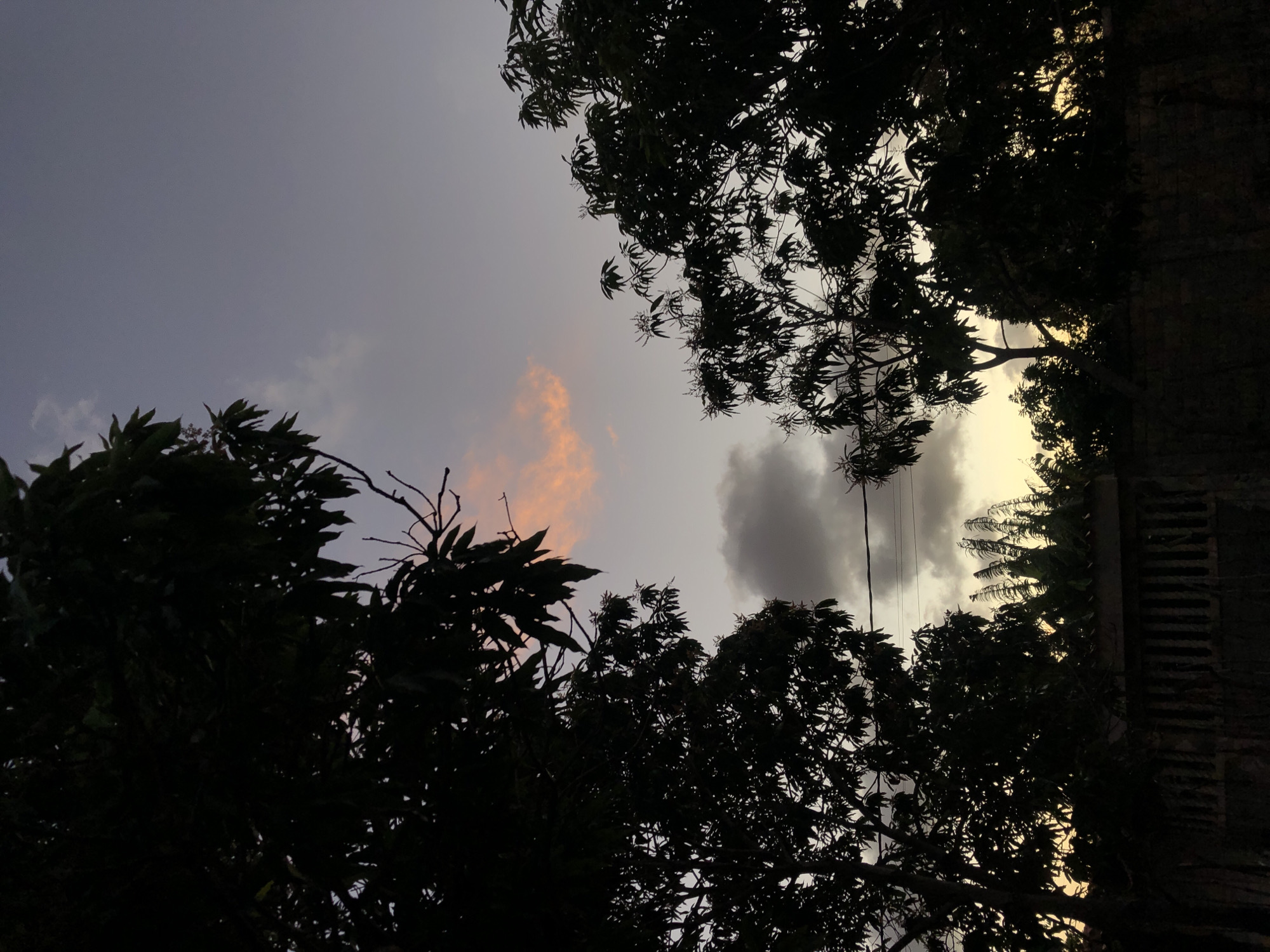 The image depicts an outdoor twilight scene in Altagracia, Venezuela, characterized by a silhouetted landscape against a transitioning sky. The upper sky is a muted grey-purple, featuring a distinct, elongated cloud formation in the upper-left displaying an orange-pink hue. Below this, darker grey clouds are present, with a band of soft yellow and pale orange light illuminating the lower horizon, indicative of sunset.
Dominant elements are the dark silhouettes of dense tree canopies, primarily large broadleaf trees, possibly mango trees, framing the view from the left and right, extending from the top of the frame downwards. Some tree branches show evidence of developing flowers or inflorescences.
In the mid-ground, a dark, thick horizontal line, consistent with overhead utility wires, traverses the scene against the lighter sky. Below this, a low, dark wall, likely constructed from concrete or stone, runs across the bottom of the frame, partially obscured by additional silhouetted vegetation, which includes taller, broad-leafed plants such as banana trees, visible in the lower-middle and right. No human figures or active interactions are present.