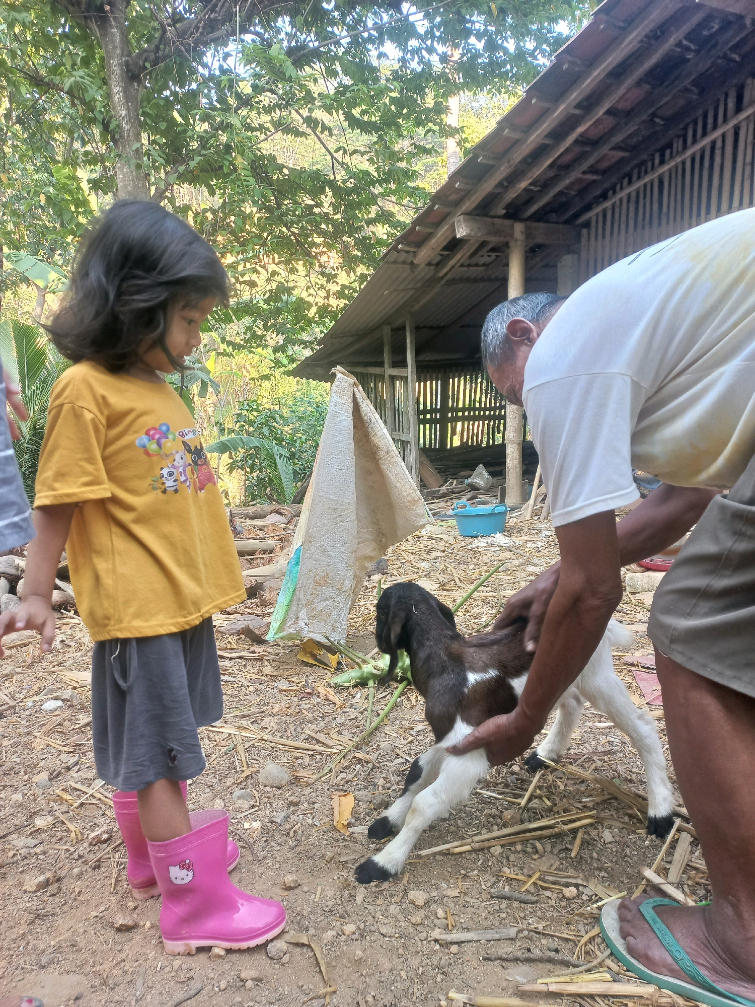 In Sukoharjo, Indonesia, a young girl wearing a yellow t-shirt and gray shorts stands on a dirt ground, looking at a small goat. She has dark, shoulder-length hair and is wearing pink rain boots. An older man, wearing a white t-shirt and brown shorts, is holding the goat, which is brown and white. The man is wearing flip-flops. Behind them is a rustic wooden structure with a corrugated metal roof. The ground is covered with dry leaves and sticks, and there are trees and vegetation in the background.