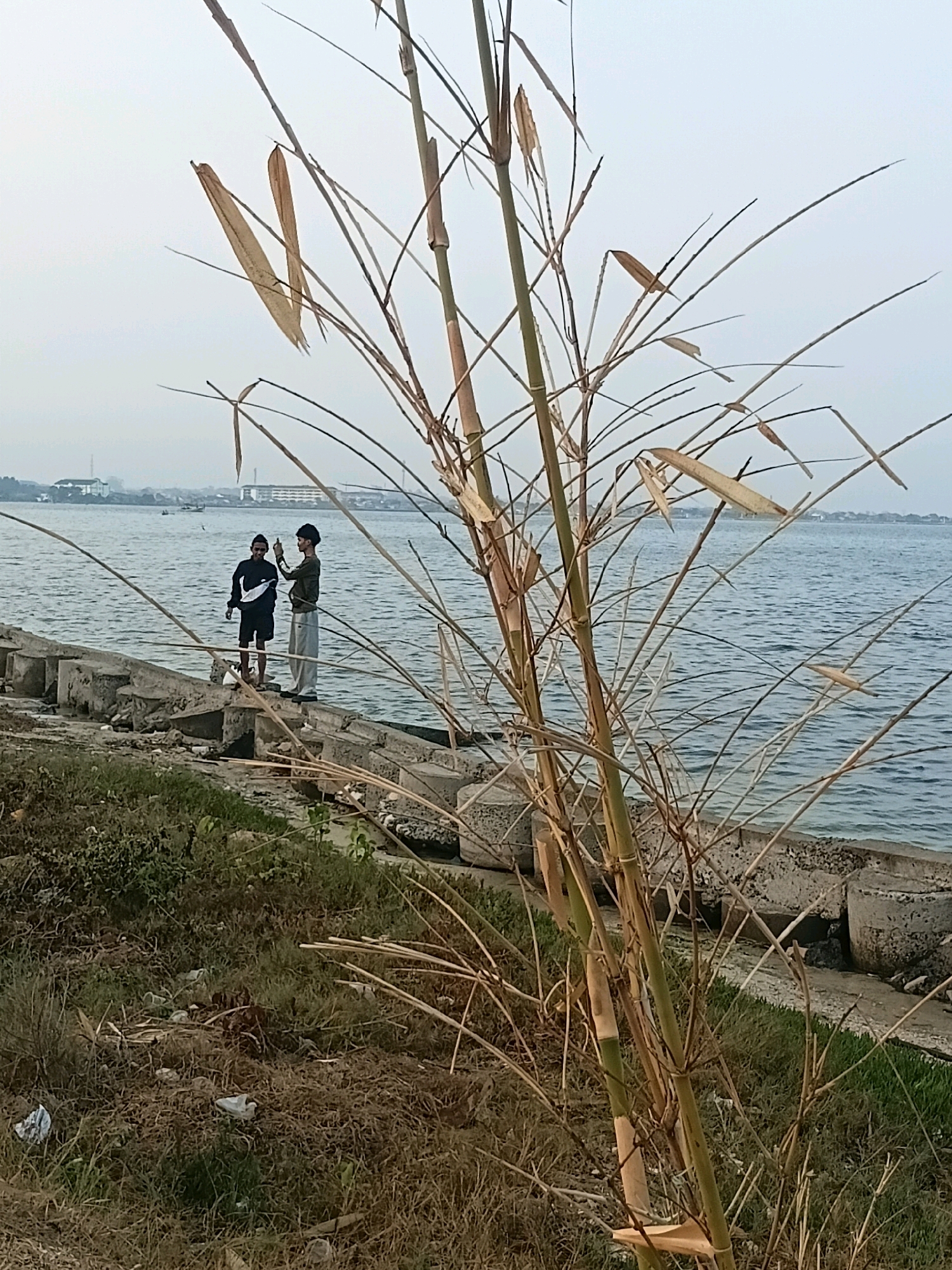 Two young males, likely teenagers, are standing on a breakwater made of concrete blocks along a body of water. The male on the left is wearing a black t-shirt and black shorts. The male on the right is wearing a green long-sleeved shirt and light gray pants. The male on the right appears to be holding a phone, possibly taking a picture or video. In the foreground, dry bamboo stalks with wilting leaves dominate the frame, obscuring part of the scene. The background shows a calm body of water with distant buildings and structures on the other side, suggesting an urban or semi-urban setting. The ground on the left side of the breakwater is covered in dry grass and debris. The overall atmosphere suggests an outdoor recreational or observational moment. The location is identified as Cikal, Indonesia.