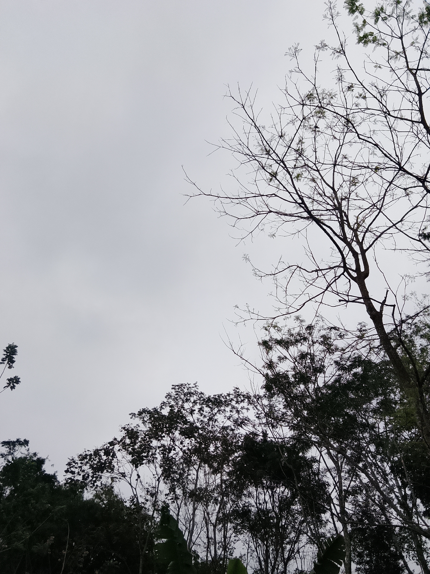 The image shows a view of trees against a gray, overcast sky. The branches of the trees are visible, some bare and others with sparse foliage. In the foreground, dark green leaves and branches are prominent. The scene appears to be outdoors, possibly in a natural setting or a park. There are no people or visible structures in the frame. The overall lighting is diffused due to the cloudy sky.