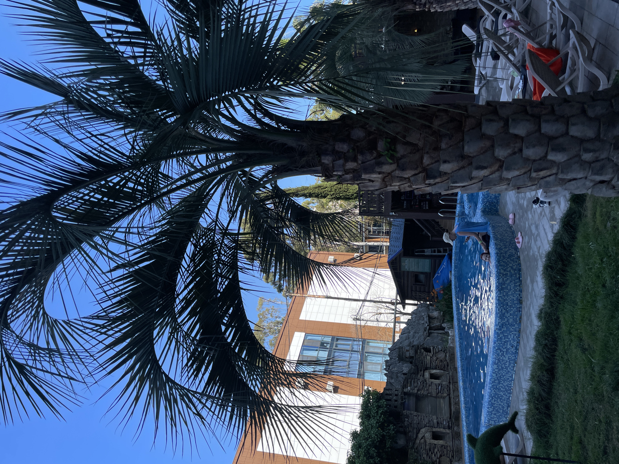 A poolside scene unfolds in Sochi, Russia, under a clear blue sky. A large palm tree dominates the foreground, its fronds casting shadows across the tiled swimming pool. The pool itself is filled with clear blue water, and two individuals are visible within it. One person, wearing a light-colored hat and a blue garment, sits on the edge of the pool, while another person is partially submerged in the water. A decorative green dolphin sculpture stands to the left of the pool. In the background, a multi-story building with white and brown facade elements and windows is visible, along with a small wooden structure. Several lounge chairs are arranged on the pavement to the right of the pool.