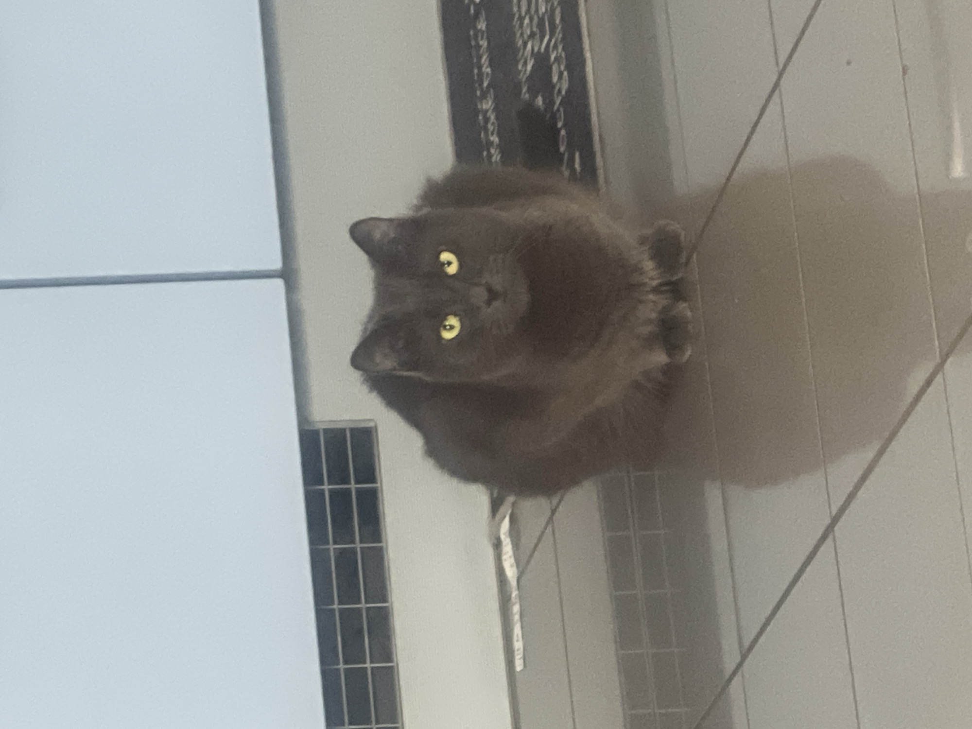 A gray cat with bright yellow eyes is sitting on a tiled floor. The cat is facing forward and appears to be the main subject of the image. Behind the cat, there is a white cabinet and a black mat with white text on it. A gray vent is visible on the wall above the mat. The floor is tiled with light gray square tiles. The scene appears to be indoors, possibly in a kitchen or hallway. There is no indication of the city of Ober-Mumbach, Germany, in the image itself.