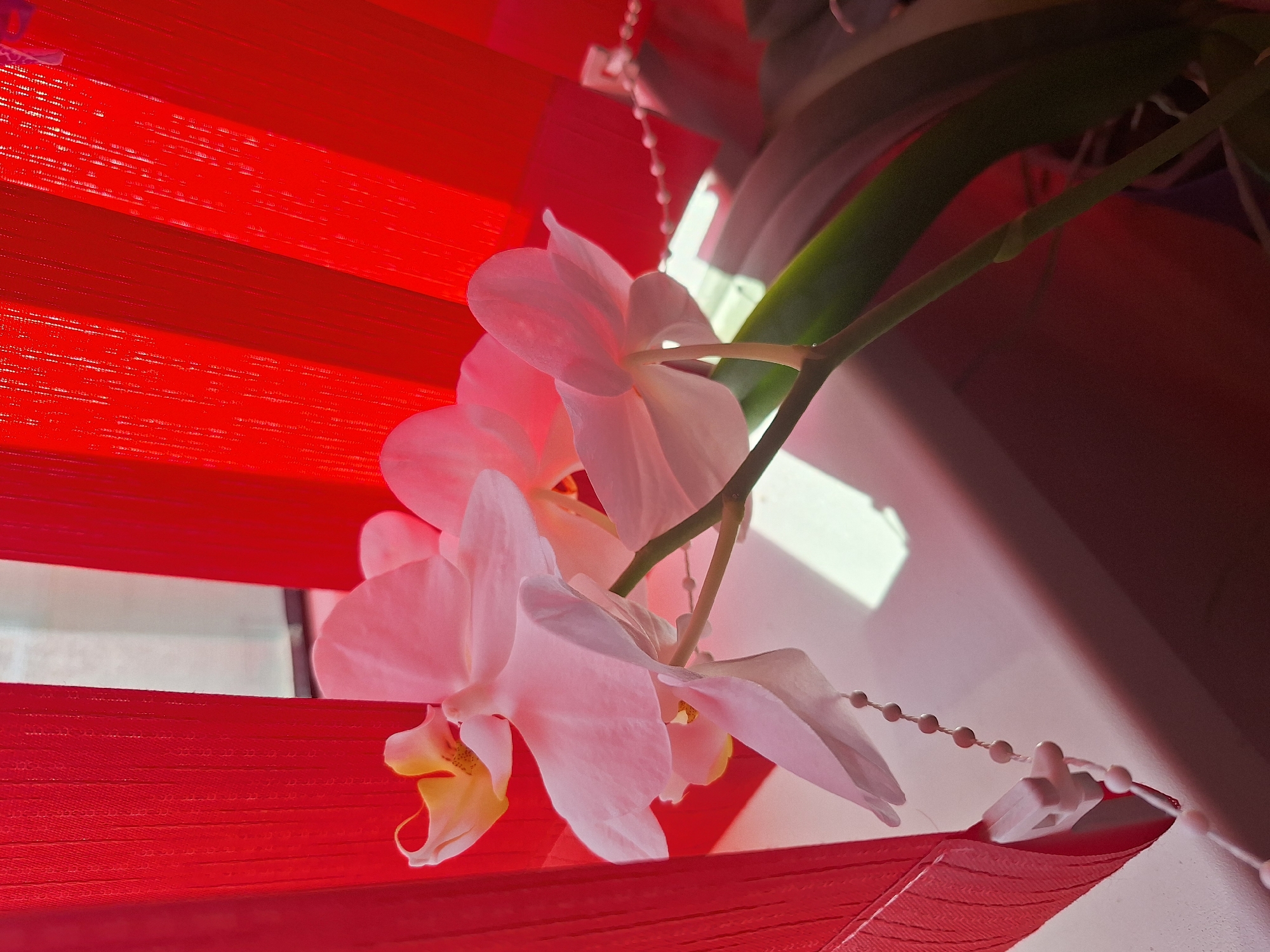 A close-up shot shows a light pink orchid with yellow accents against a backdrop of red vertical blinds. The blinds create a striped pattern with light filtering through them, casting shadows on the windowsill. The orchid's delicate petals are visible, along with its green stem and leaves. A white beaded pull cord for the blinds is also present, partially obscured by the orchid. The scene appears to be indoors, possibly in a home or office, with a windowsill providing a surface for the plant. The overall lighting is soft, with a warm tone, suggesting natural light. The location of Varna, Bulgaria is not discernible from the visual information presented in the image.