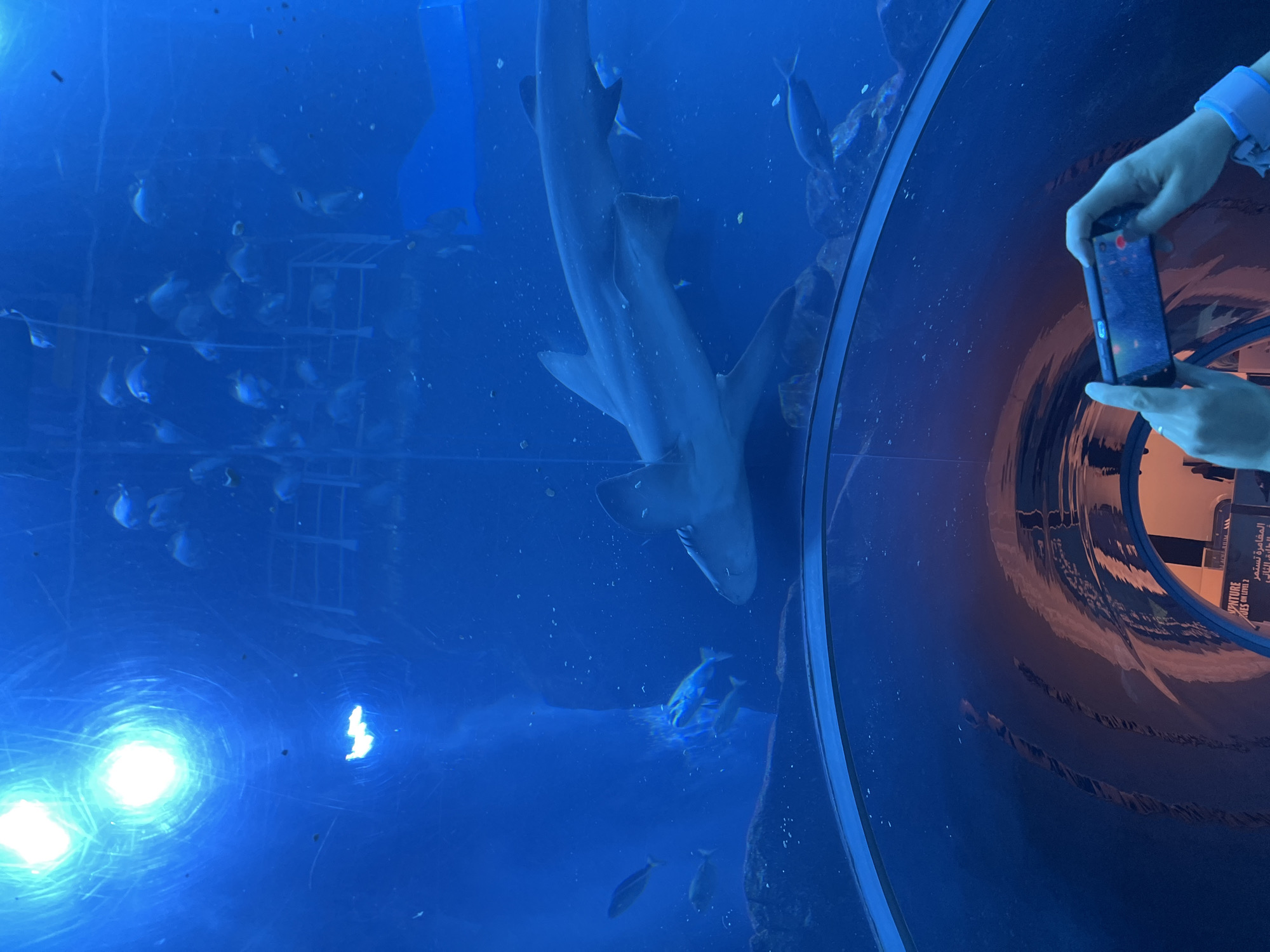 The image captures an immersive view inside a large public aquarium, seen from within a transparent, curved underwater viewing tunnel. The dominant subject is a substantial shark, swimming gracefully in the deep blue water towards the upper right of the frame. Below and to the left of the shark, a dense school of numerous smaller, silvery fish are visible, congregating near a submerged metal structure.
On the right side of the image, a person's hands are prominent, holding a black smartphone horizontally. The individual is actively photographing or video-recording the underwater spectacle through the curved acrylic wall of the tunnel. The phone's screen is illuminated, displaying what appears to be a camera interface.
Bright, artificial spotlights positioned within the aquarium tank cast intense, circular glows on the bottom left, creating reflections on the transparent tunnel surface. The water itself is a vibrant blue, characteristic of a massive oceanarium. Reflections on the inner surface of the tunnel reveal hints of warmer lighting further down the passageway, along with faintly visible text. This text includes some Arabic script and partial English words such as "VENTURE" and "ADVENTURE," likely originating from informational signage within the attraction. The scene depicts a grand-scale aquatic exhibit, consistent with a major facility like the Dubai Aquarium & Underwater Zoo in Dubai, United Arab Emirates.