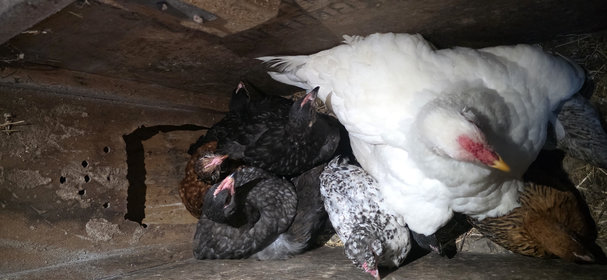 The image depicts a dimly lit wooden enclosure, likely a nesting box or coop, filled with several chickens. The enclosure appears rustic, with rough wooden walls and some debris or nesting material on the floor.
In the foreground, a large white chicken is prominently positioned, facing downwards with its head tilted. Its plumage is predominantly white, with some red coloration around its comb and beak. Partially obscured beneath the white chicken, a smaller brown and white speckled chicken is nestled. Its head is also facing downwards.
Behind these, a cluster of darker-feathered chickens are visible. One is a dark grey or black chicken with its head turned to the left, showing pinkish-red wattles and a visible beak. Another dark-feathered chicken is partially visible to its right. Further back, a small reddish-brown chicken is nestled amongst the others.
The lighting suggests an indoor setting, possibly at dawn or dusk, or with artificial lighting within the enclosure. The overall scene conveys a sense of domestic animal husbandry in a rural or semi-rural environment. The location is specified as Тарасково, Russia.