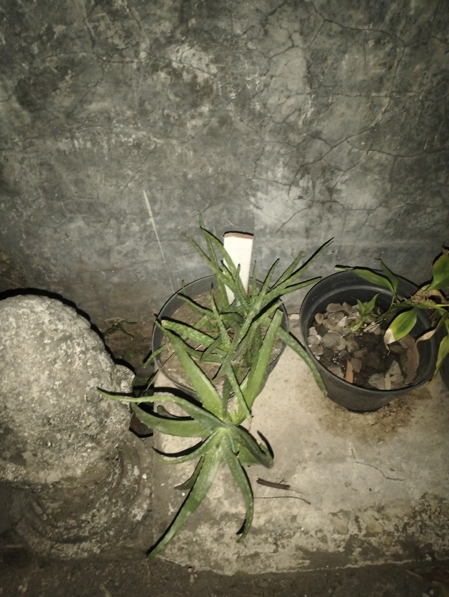 In a dimly lit outdoor environment, possibly a backyard or patio area in Jetis, Indonesia, an aloe vera plant sits in a dark pot, its spiky green leaves reaching outwards. The pot is placed on a rough, concrete surface, which is partially covered by a large, grey, textured rock or statue. Behind the plants, a rough, concrete wall with visible cracks and texture serves as a backdrop. To the right of the aloe vera, another dark pot holds a different plant with smaller, lighter green leaves, surrounded by small rocks and dirt. A thin, white label or marker sticks out from the soil of the aloe vera pot. The lighting is low, casting shadows and creating a somewhat moody atmosphere.