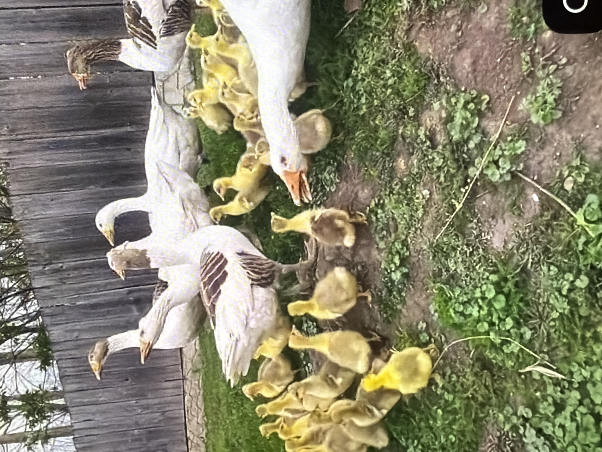 A flock of geese and goslings are gathered on a patch of grass in front of a weathered wooden fence. The geese are mostly white with some brown markings, and the goslings are a fluffy yellow. The scene appears to be in a rural or suburban setting. The image does not contain any information that would indicate its location in Bukuru, Nigeria.