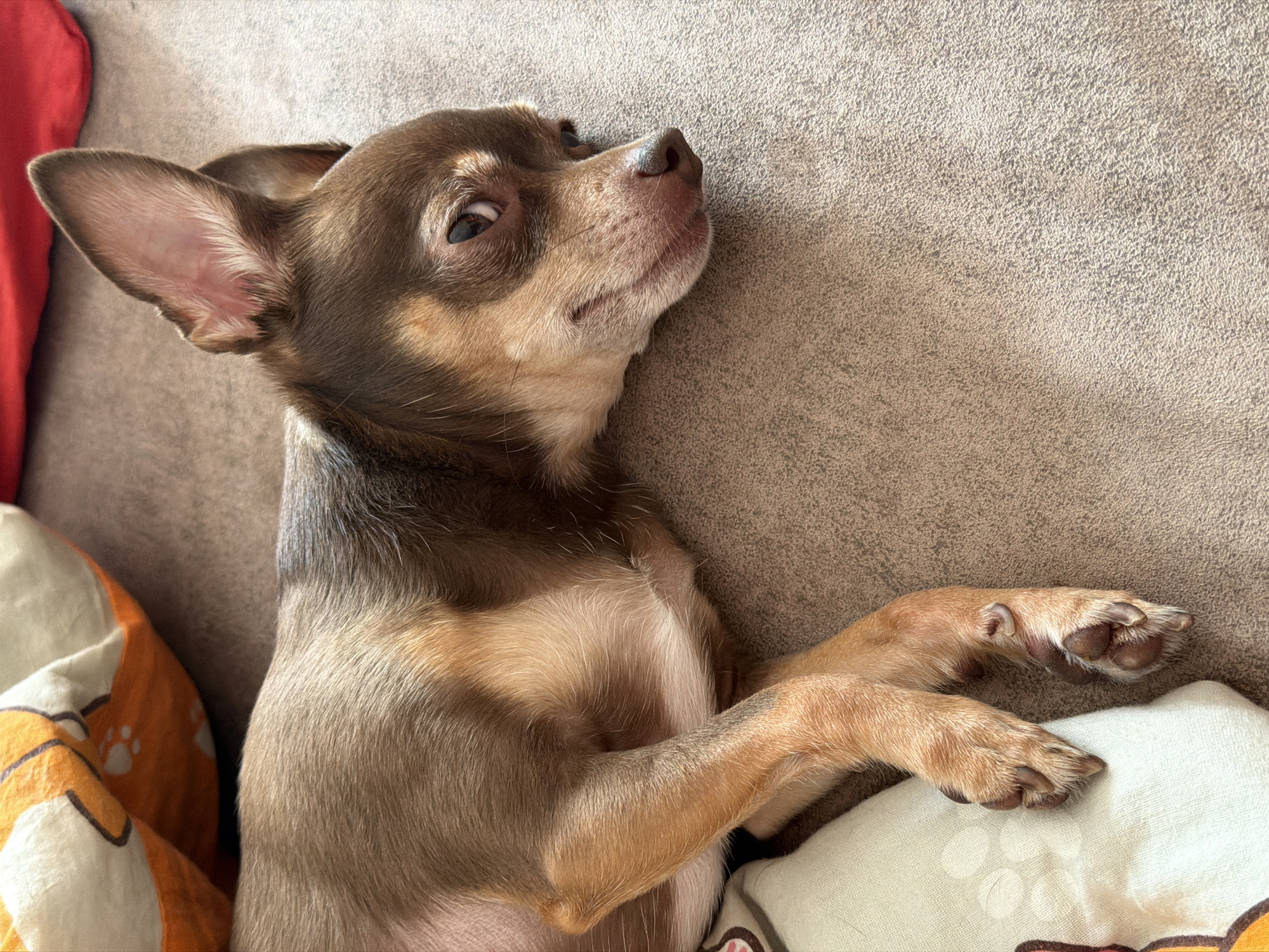 A close-up shot shows a brown and tan chihuahua dog lying down on a textured brown surface. The dog is facing to the right, with its head resting on its paws. Its ears are perked up, and its eyes are partially closed. The dog's fur is short and smooth. In the background, a pillow with an orange and white pattern is visible, along with a red blanket. The lighting suggests it is daytime, with natural light illuminating the scene. The image does not provide any information about the location within a city.