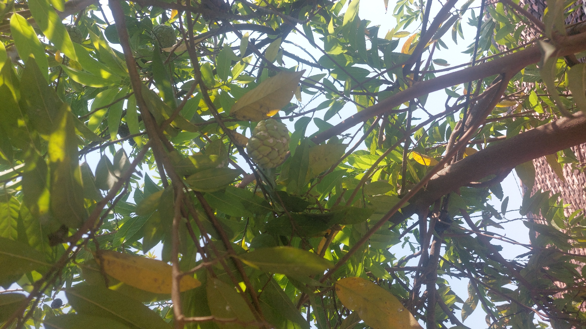 An eye-level, outdoor, medium shot captures a custard apple (Annona reticulata) fruit hanging from a tree branch amidst lush green leaves against a bright blue sky. The fruit, which is pale green and segmented, is the primary subject. Sunlight filters through the leaves, creating dappled light and shadow across the scene. The tree's brown branches are prominent, some thick and others thin, crisscrossing the frame. In the lower right corner, the terracotta-tiled roof of a building is visible, suggesting a residential area. The image provides a close-up view of the fruit and its natural surroundings, characteristic of a garden or orchard in the rural environment of Jatirogo, Indonesia.