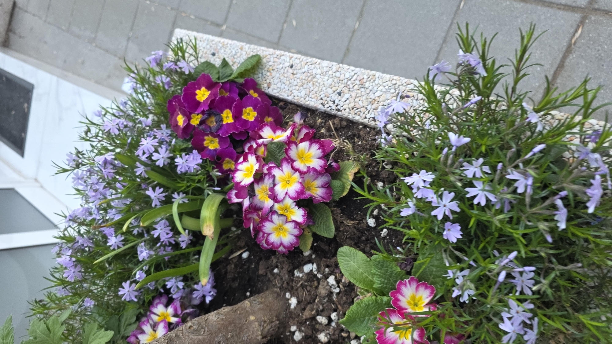 A high-angle shot of a flower box on a stone surface. The box contains purple and magenta primroses with yellow centers. The foliage is green and the surrounding flowers are small and light purple with a star-like shape. The edge of a building is visible in the upper left of the frame. Based on available information, it is not possible to determine the location of this flower box in Blagoevgrad, Bulgaria from the provided image.