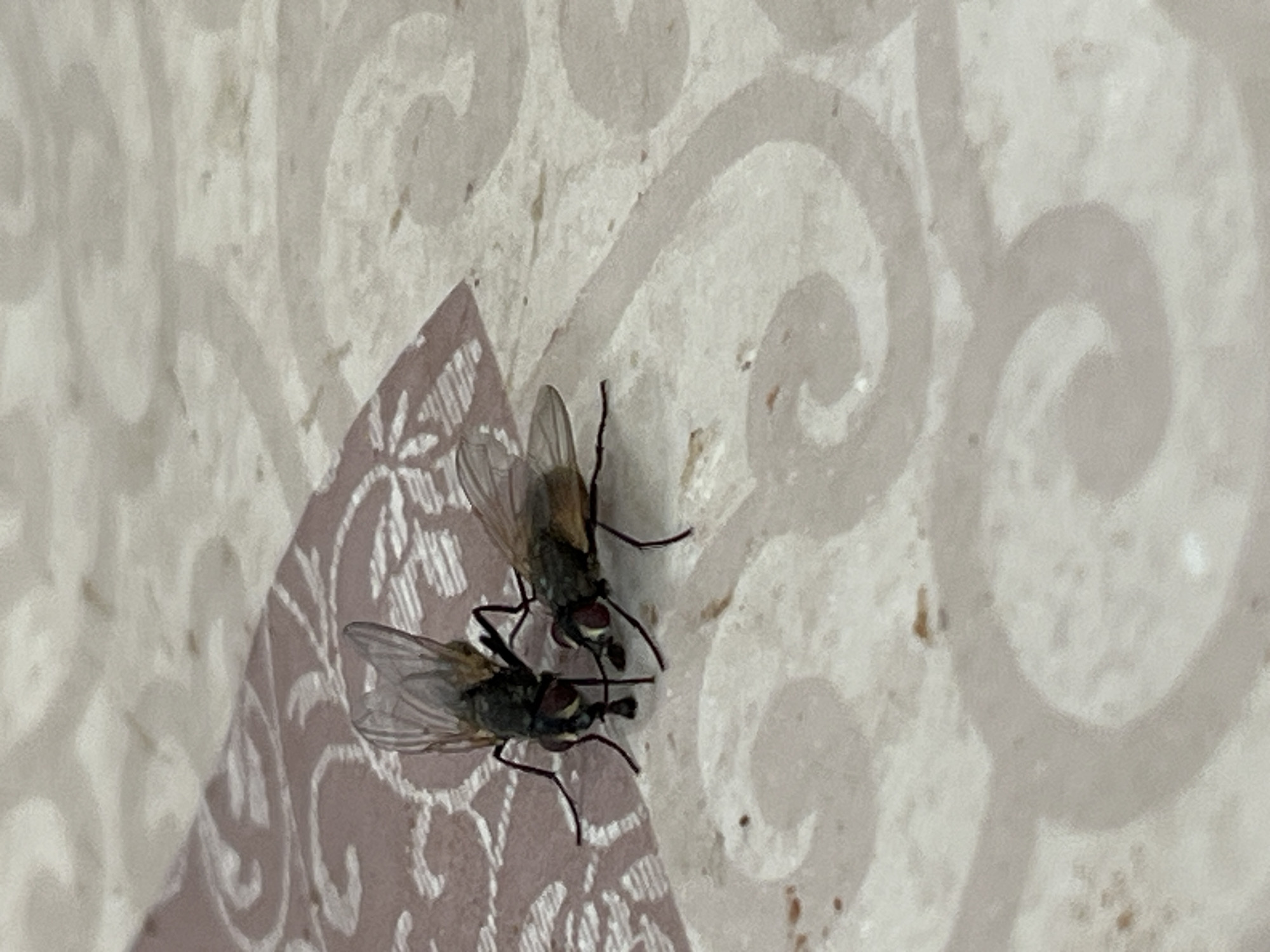 The image shows two flies on a patterned surface. The surface appears to be wallpaper with a swirling design. The flies are positioned close to each other, with their bodies overlapping slightly. The background is out of focus, but the texture of the wallpaper is still visible.
