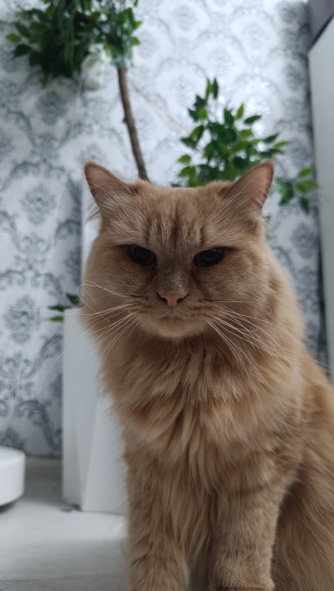 This is a vertical, medium close-up, outdoor shot of a fluffy, ginger cat in Chaikovsky, Russia. The cat is looking directly at the camera with a serious expression. Its fur is long and appears soft. The cat's eyes are dark and appear to be partially closed. Its whiskers are long and white. The background consists of a wall with a patterned wallpaper that appears to be grey and white. In the background, there are also some green plants. The lighting suggests it is daytime.