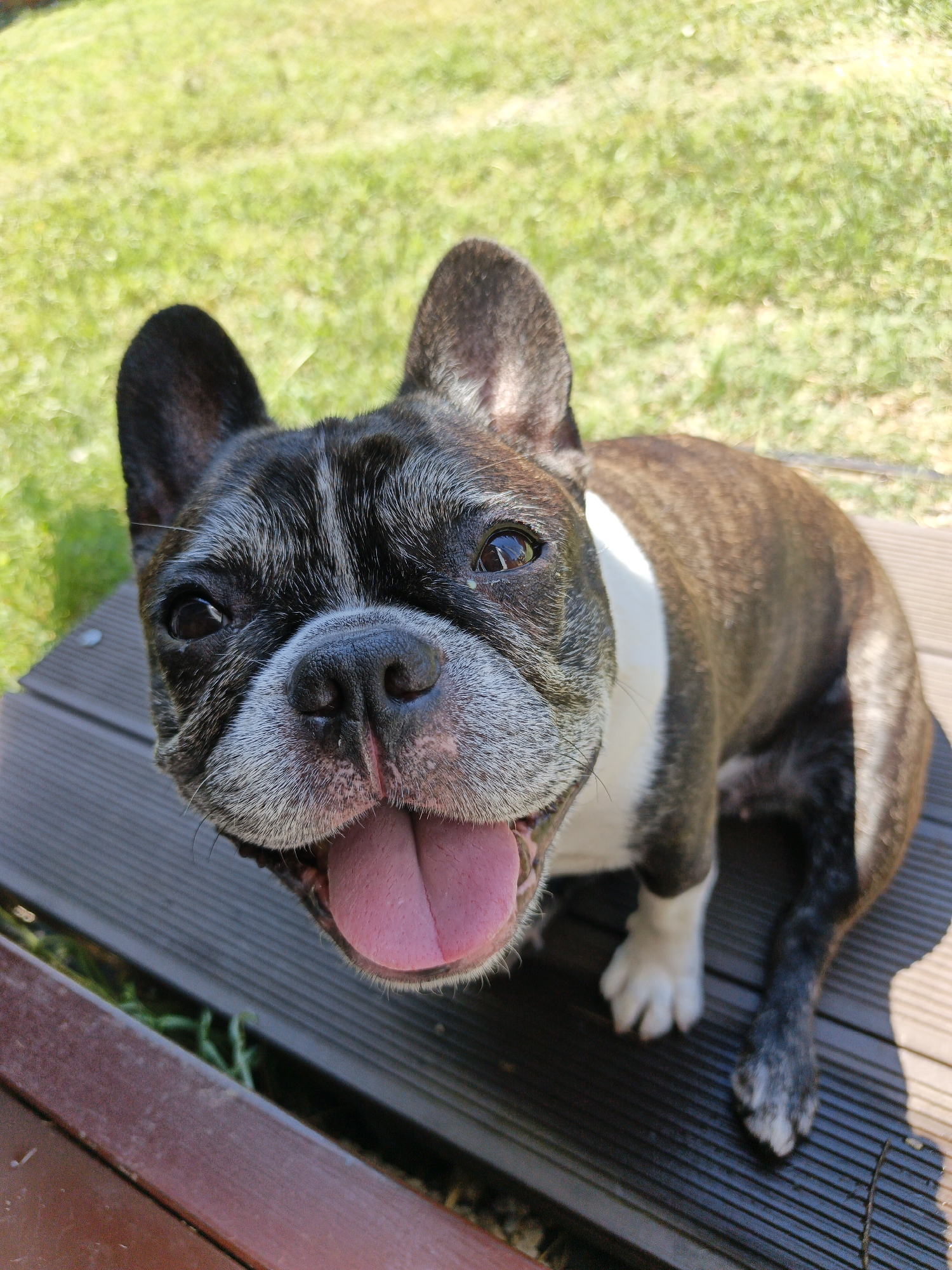 A French bulldog is shown in a close-up, low-angle shot outdoors. The dog is primarily dark brindle with white markings on its chest and paws. Its tongue is lolling out of its mouth. The dog is positioned on a brown wooden deck. In the background, out of focus, is green grass. The lighting suggests it is daytime. No specific location in the city of Pshada, Russia is identifiable.