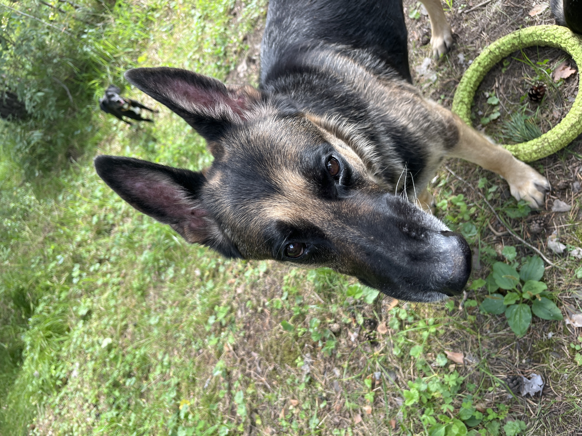 The image shows two German Shepherd dogs in a grassy, wooded area. The main subject is a German Shepherd in the foreground, looking directly at the camera. Its ears are perked up, and its eyes are dark brown. The dog has a black and tan coat. In the background, a second, smaller black dog is visible, running away from the camera. The ground is covered in grass, dirt, and pine needles. A bright green ring-shaped dog toy is on the ground near the front dog's paws, with a pine cone inside it. The scene appears to be outdoors in a natural setting, possibly a park or forest. The location is not specified in the image, and there is no information to suggest it is in Nizhny Tagil, Russia.