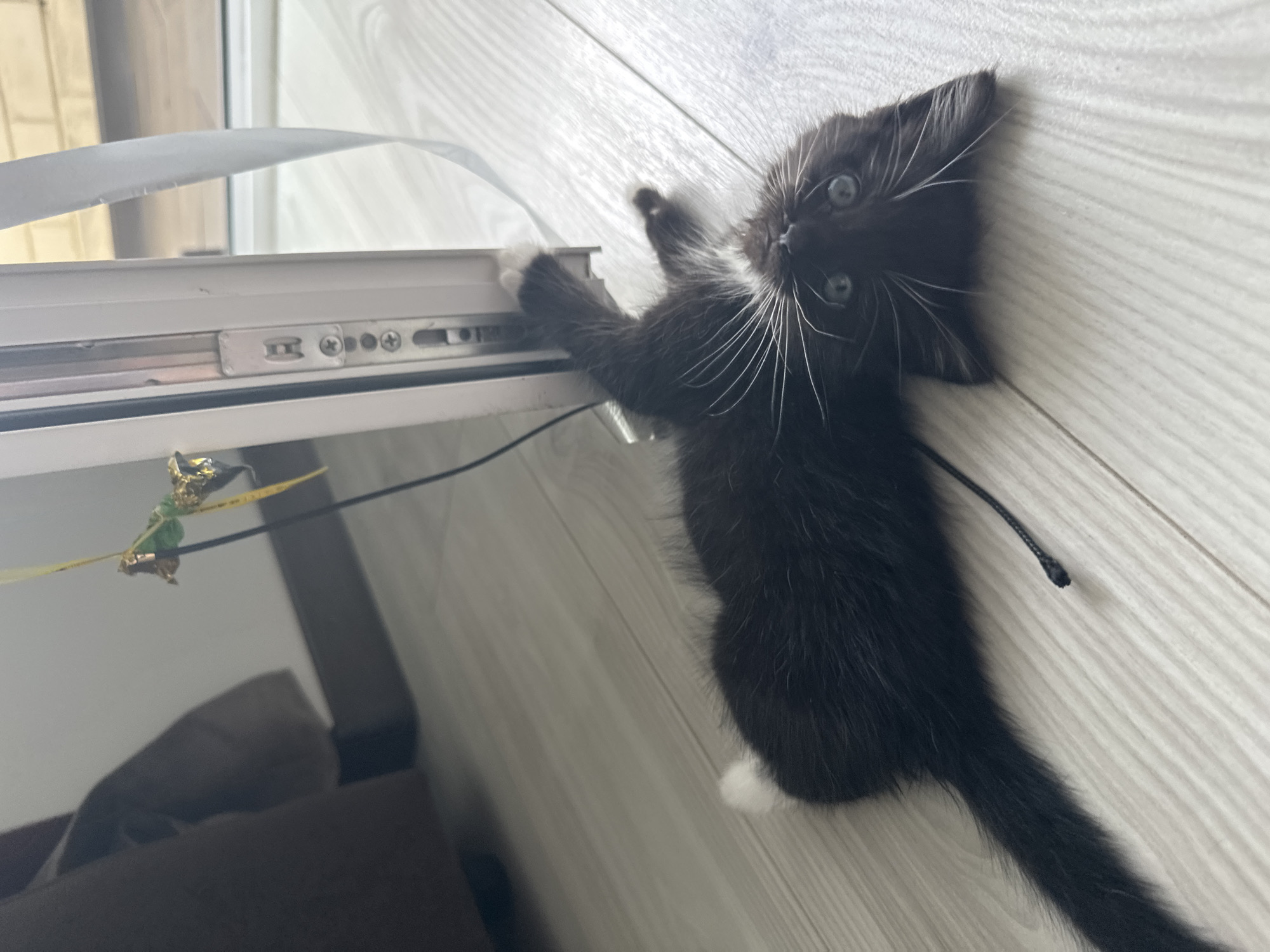 A black and white kitten is lying on its back on a light-colored wooden floor, near a white door frame. The kitten has blue eyes and is looking upwards. A black string is attached to the kitten, which leads to a toy hanging from the door frame. The toy appears to be made of green and gold foil attached to a thin stick. The background shows a dark brown sofa on the left and a window on the right. The scene is indoors, likely a residential setting. The location in the city of Новое, Russia is not specified in the image.