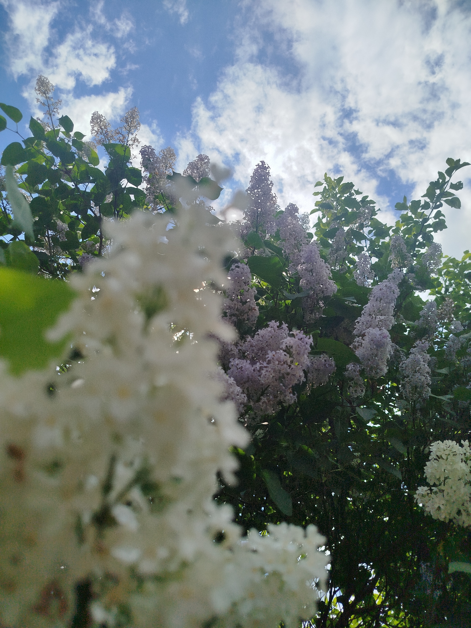 The image is a low-angle shot of lilac bushes with white and purple flowers against a blue sky with scattered white clouds. The foreground features blurred white lilac blossoms. The background shows lilac bushes with green leaves and clusters of purple flowers. The sky is visible through gaps in the foliage. The location is Боровково, Russia. There are no people visible in the image.