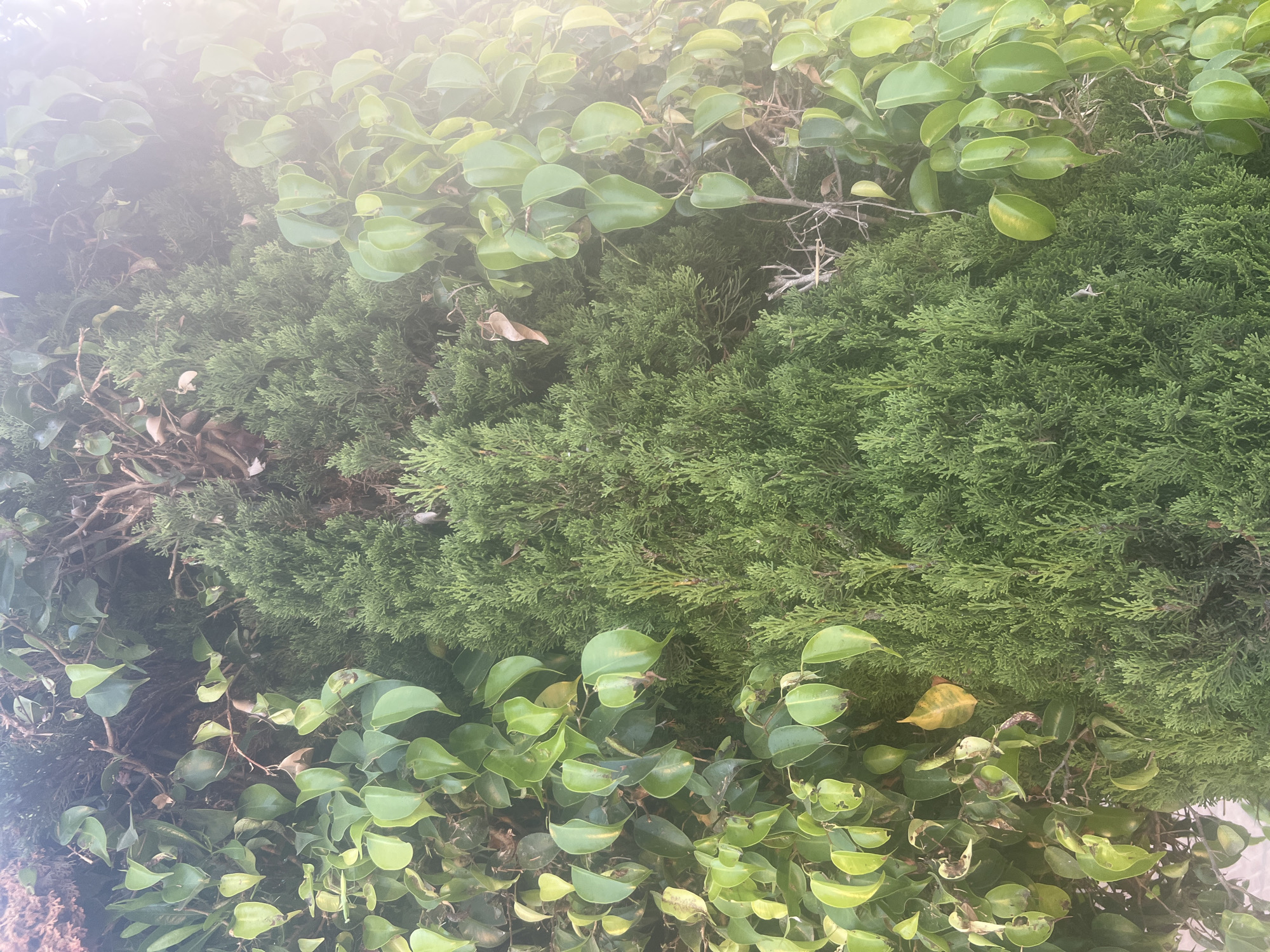 The image shows a dense arrangement of green foliage, likely a hedge or a garden. Two distinct types of plants are visible: a conifer with fine, feathery needles and a broad-leafed plant with glossy, oval-shaped leaves. The conifer occupies the central and right portions of the frame, appearing as a deep green, textured mass. The broad-leafed plant, with its lighter green leaves, is interspersed throughout, particularly in the lower and upper left areas, and extends over the conifer in some places.
The scene is bathed in bright, hazy light, suggesting it's daytime, possibly a sunny day with some atmospheric diffusion or a light fog. There are hints of brown and yellowing leaves among the green, indicating the natural cycle of plant life or perhaps the edge of a season. A few dry twigs and branches are also visible, adding to the natural, slightly unkempt appearance of the foliage.
The image is taken from a close-up perspective, filling the frame with the plants. The lighting creates a soft, almost ethereal glow in the upper left corner, where a bright lens flare is present. This flare mutes the colors and detail in that area, giving it a slightly washed-out appearance.
No people, objects other than the plants, or discernible text are present. The setting appears to be outdoors, given the vegetation and natural light. The location context provided is Or Akiva, Israel, which aligns with the appearance of common Mediterranean or Middle Eastern garden plants. The overall impression is one of lush, vibrant greenery, with a slightly softened, almost serene quality due to the lighting.