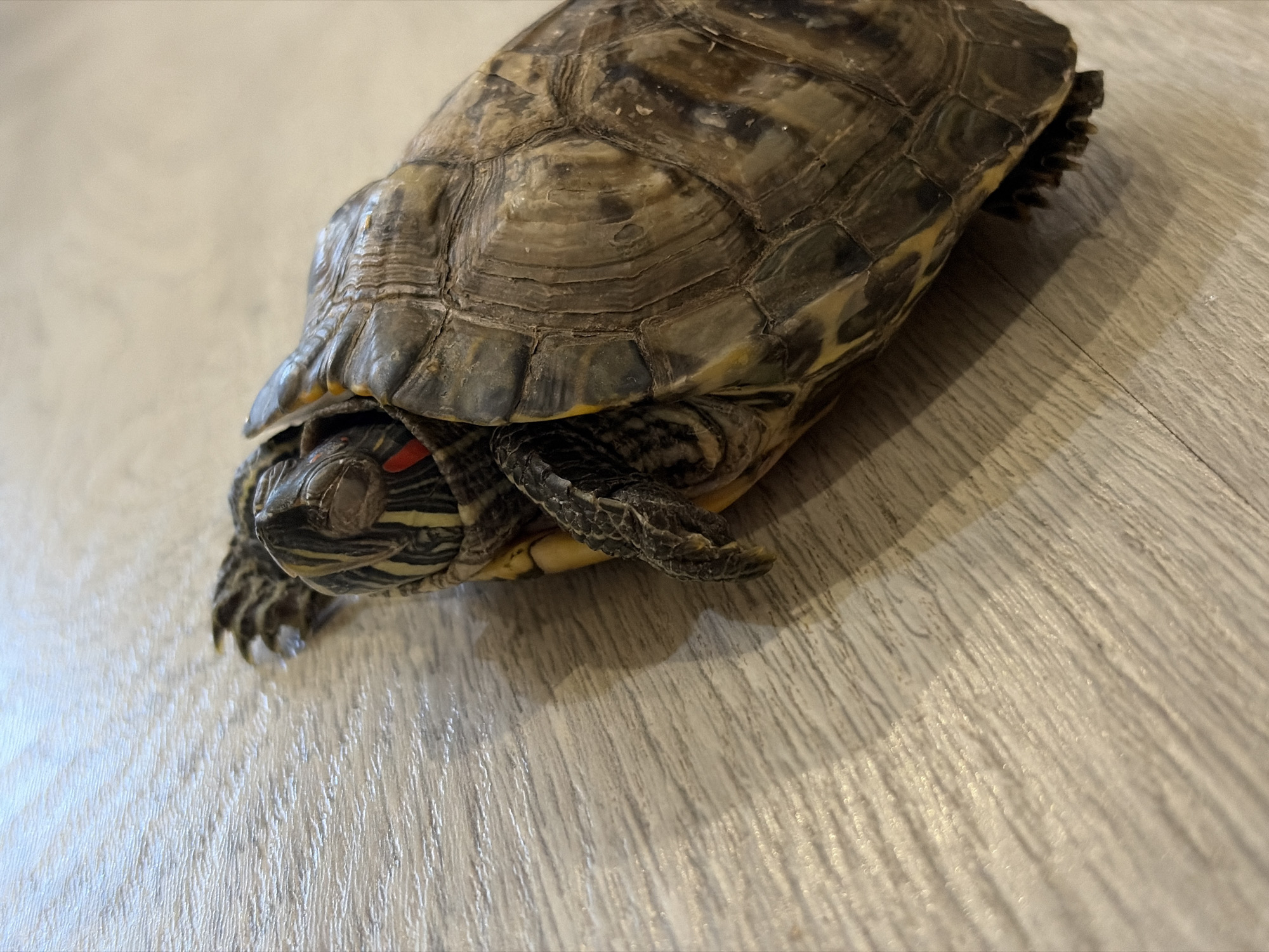 A close-up shot features a red-eared slider turtle resting on a light-colored, wood-textured floor in what appears to be an indoor setting in Noviy, Russia. The turtle is the sole subject, centered in the frame. Its head is slightly raised, displaying the characteristic red patch behind its eye and striped yellow and black markings on its skin. One eye is visible and appears partially closed or obscured, while the other is obscured by the angle. Its front claws are visible, spread slightly on the floor. The turtle's carapace (upper shell) is clearly detailed, showing scutes with growth rings and a natural pattern of dark browns, greens, and yellow accents. The texture of the floor, resembling wood planks or laminate, is prominent in the foreground and beneath the turtle, with subtle shadows cast by the turtle indicating indoor lighting. No specific activity is depicted other than the turtle's presence on the floor, suggesting a moment of rest or slow movement. There are no people, visible text, or discernible emotions.