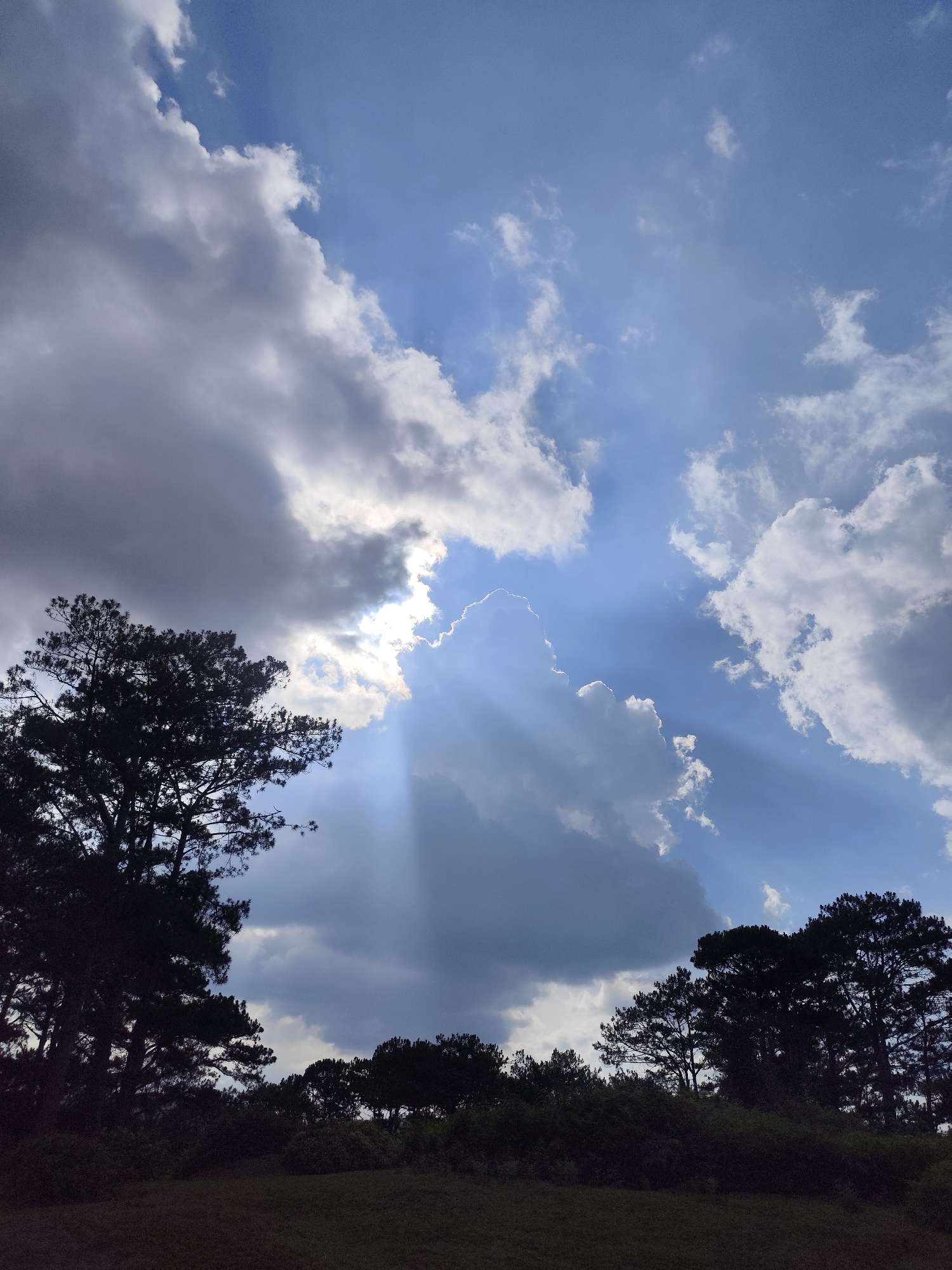 This vertical shot captures a dramatic natural landscape in Lạc Dương, Vietnam, under a dynamic sky. The scene is dominated by a vibrant blue sky partially covered by white and grey cumulus clouds. A central feature is the sun, hidden behind a large cloud formation, casting brilliant crepuscular rays that pierce through gaps in the clouds, fanning out towards the lower right of the frame. These "God rays" create a striking contrast between the sunlit atmospheric haze and the darker cloud mass.
The lower third of the image is filled with the dark silhouettes of trees and dense foliage. On the left, a large conifer tree with distinct needles extends upwards, its branches reaching into the cloud-filled sky. More trees, appearing to be pines or similar evergreen species, line the horizon across the bottom, their forms heavily shadowed against the brighter sky. The ground below the trees is dark, likely covered in grass and low shrubs, and appears to be a gentle slope or clearing.
The lighting suggests either early morning or late afternoon, characterized by the low angle of the sun and the dramatic interplay of light and shadow. The weather is a mix of bright sunshine and substantial cloud cover, creating a moody yet awe-inspiring atmosphere. There are no people or visible text in the image.
