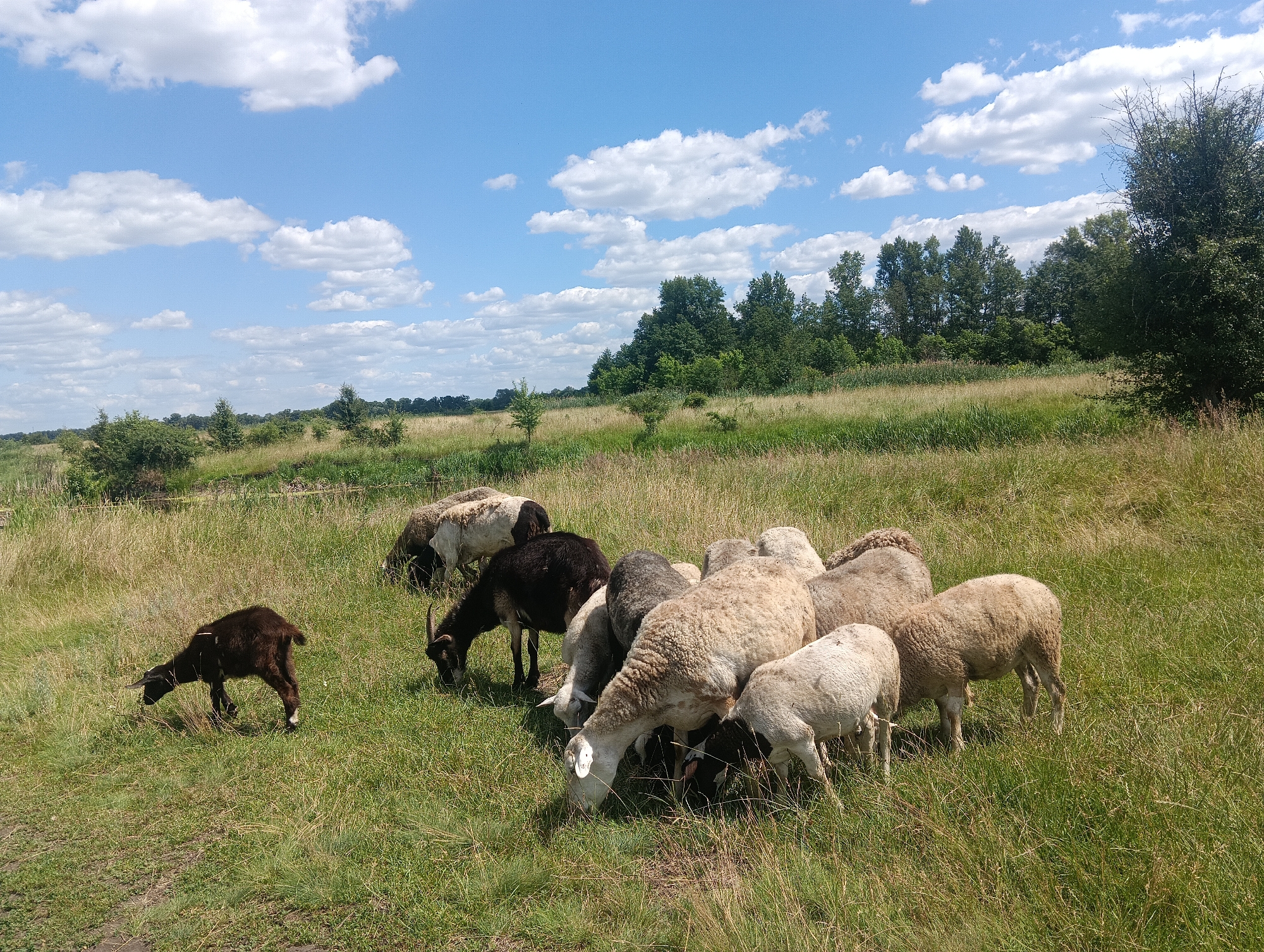A herd of sheep and a single goat are grazing in a grassy field under a partly cloudy sky. The sheep are of various colors, including white, light brown, and black and white. One of the sheep has a distinct patterned fleece. The goat is dark brown and appears to be younger than the sheep. They are all gathered together in the middle of the frame, with most of them bending their heads to eat the grass.
The field is covered in tall, dry grass, with some greener patches. In the background, a line of trees forms the horizon, with a few scattered bushes and trees closer to the foreground. The sky is a bright blue with fluffy white clouds. The overall scene suggests a sunny day, likely in the late morning or early afternoon, given the brightness of the sunlight and the shadows cast. The setting appears to be rural, possibly a pasture or meadow. There is no visible text in the image.