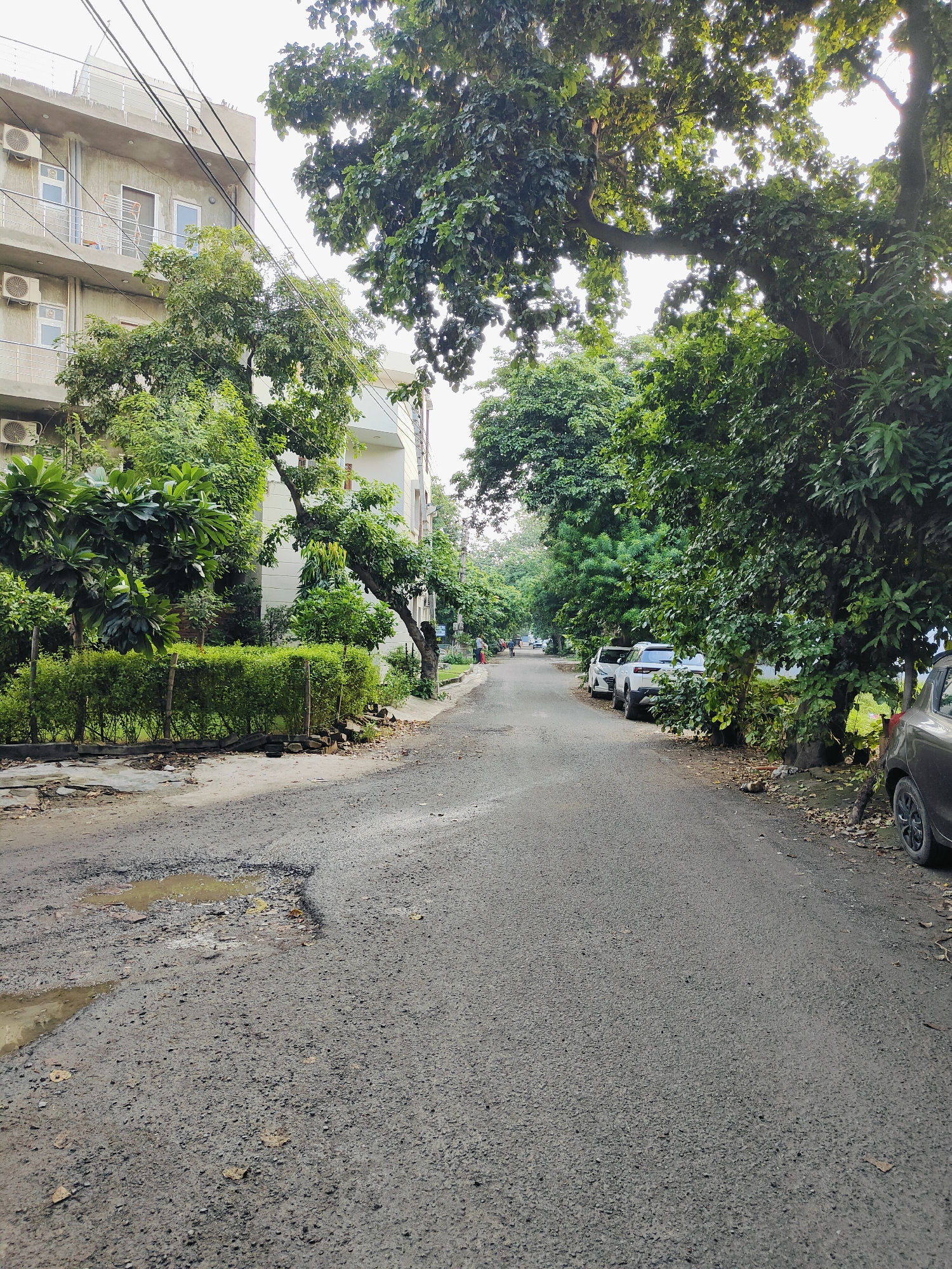 The image depicts a quiet residential street in Gurgaon, India, likely in a well-established locality with mature trees lining the road. A paved road, showing signs of wear and tear with visible potholes and puddles, runs through the center of the frame, curving gently into the distance. On the left side of the road, a multi-story building with balconies and air conditioning units is visible, partially obscured by lush green foliage. A neatly trimmed hedge runs along the property line. On the right side of the road, several cars are parked along the curb, including white SUVs and a dark-colored sedan. These vehicles suggest a residential area. A few individuals can be seen walking in the background on the sidewalk, indicating everyday life in the neighborhood. The scene is characterized by abundant greenery, with large trees providing shade over the street, creating a tranquil, suburban atmosphere. The lighting suggests it is daytime, possibly late afternoon or early morning, given the dappled sunlight filtering through the leaves. The overall impression is of a peaceful and green urban environment in Gurgaon.