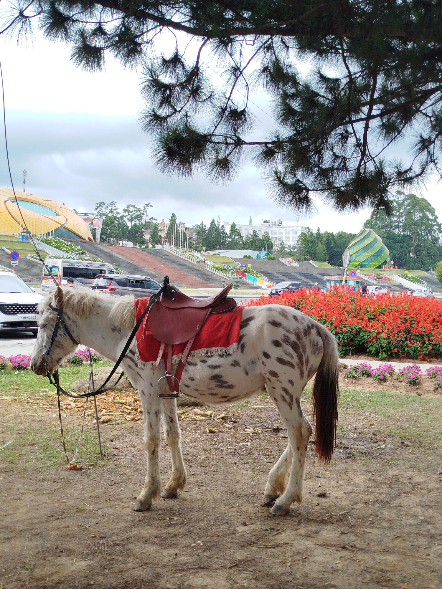 The image shows a white pony with brown spots saddled and standing in a dirt area. The saddle is red, and the reins are black. The pony's head is down, and it appears to be resting. In the background, there is a cityscape, including a yellow building resembling a flower petal design, likely the "Dalat Flower Gardens." There are also terraced flowerbeds with red and pink flowers and a green building with a spiral design. Cars are parked along the roadway in the background. The location is identifiable as Da Lat, Vietnam, due to the distinct architecture and floral landscaping of the Flower Gardens. Overhanging branches of a tree are present in the upper portion of the image.
